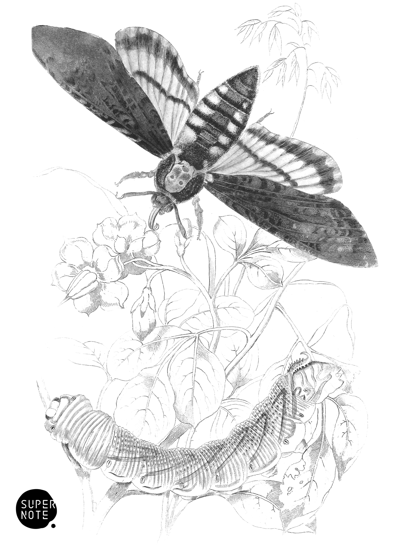 Death’s Head Hawk-Moth (vol-14 plate-5).png