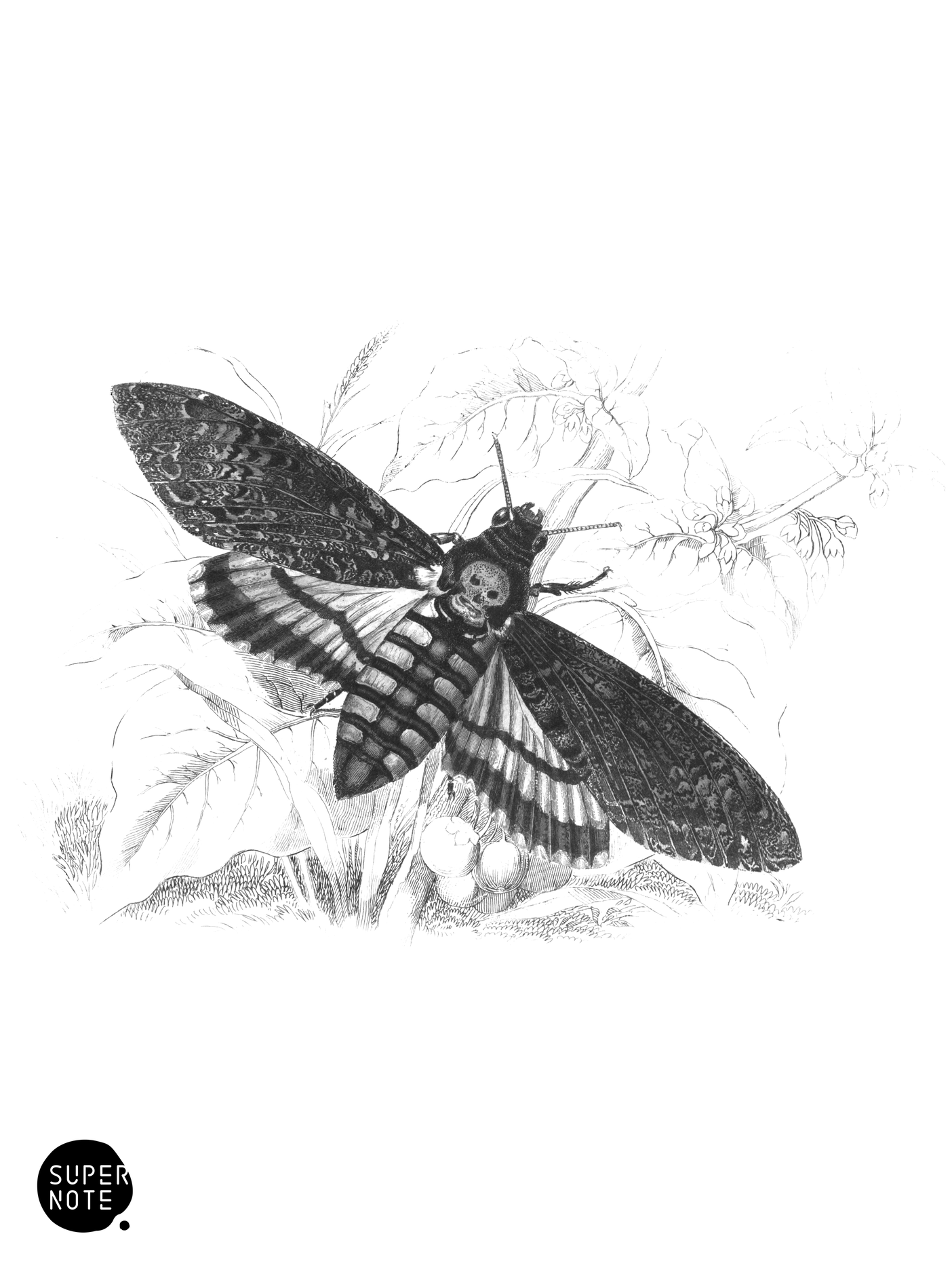 Death’s-Head Hawkmoth (vol-26 plate-9).png