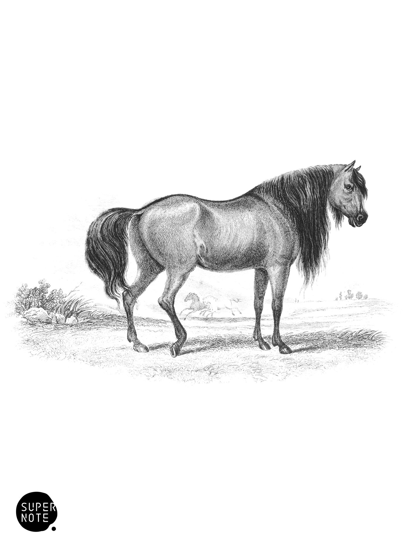 Decussated Horse (vol-31 plate-6).png