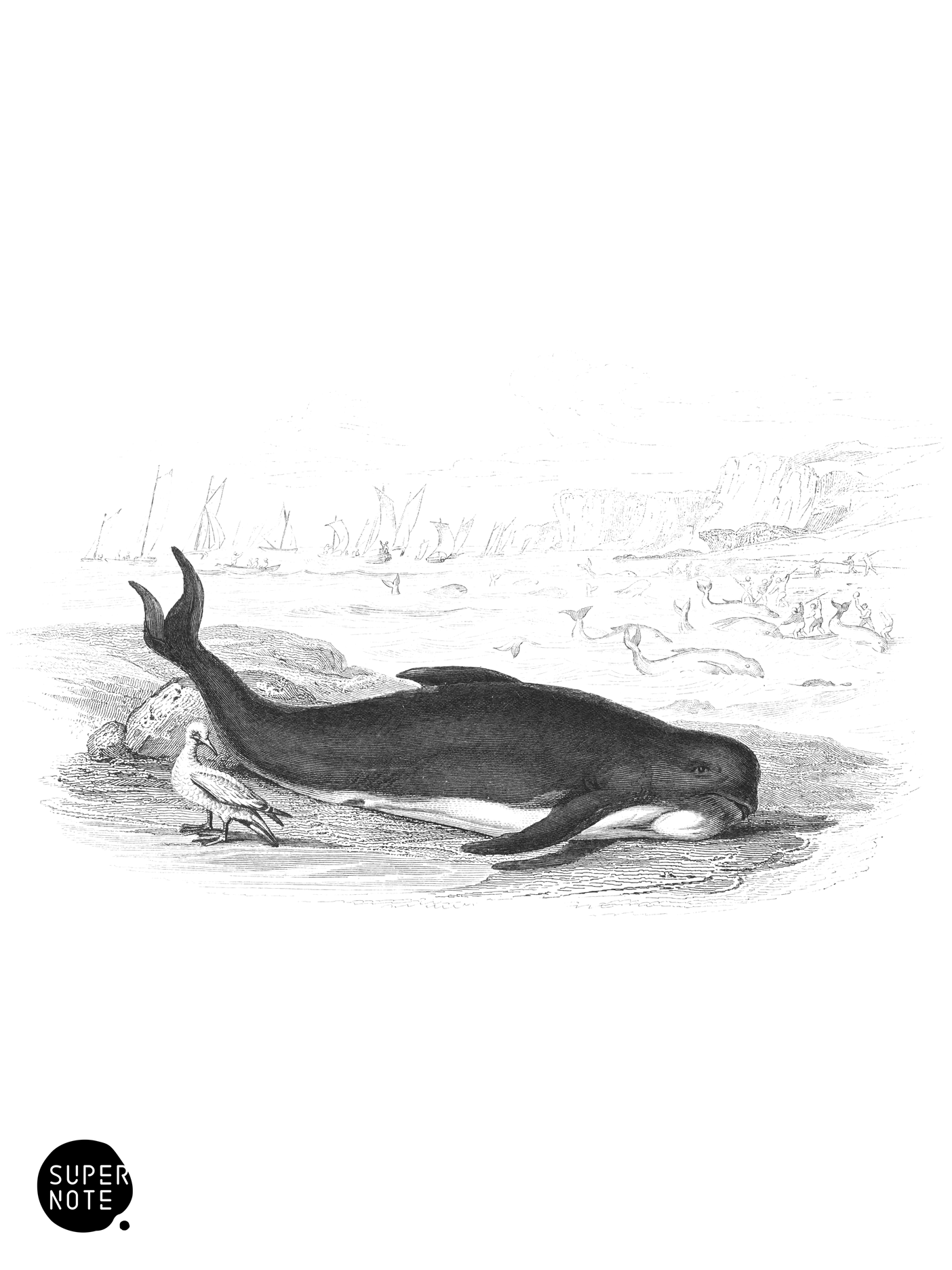 Deductor, or Ca’ing Whale (vol-16 plate-17).png