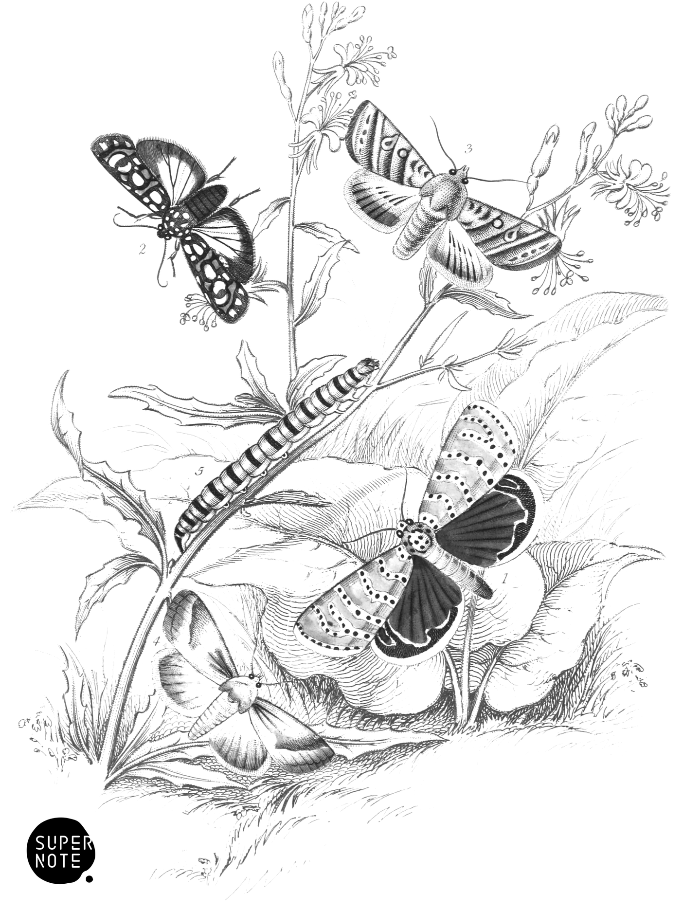 Deiopeia bella, Cydosia nobilitella, Chloridea Rhexiæ & Alaria Gauræ (vol-33 plate-24).png