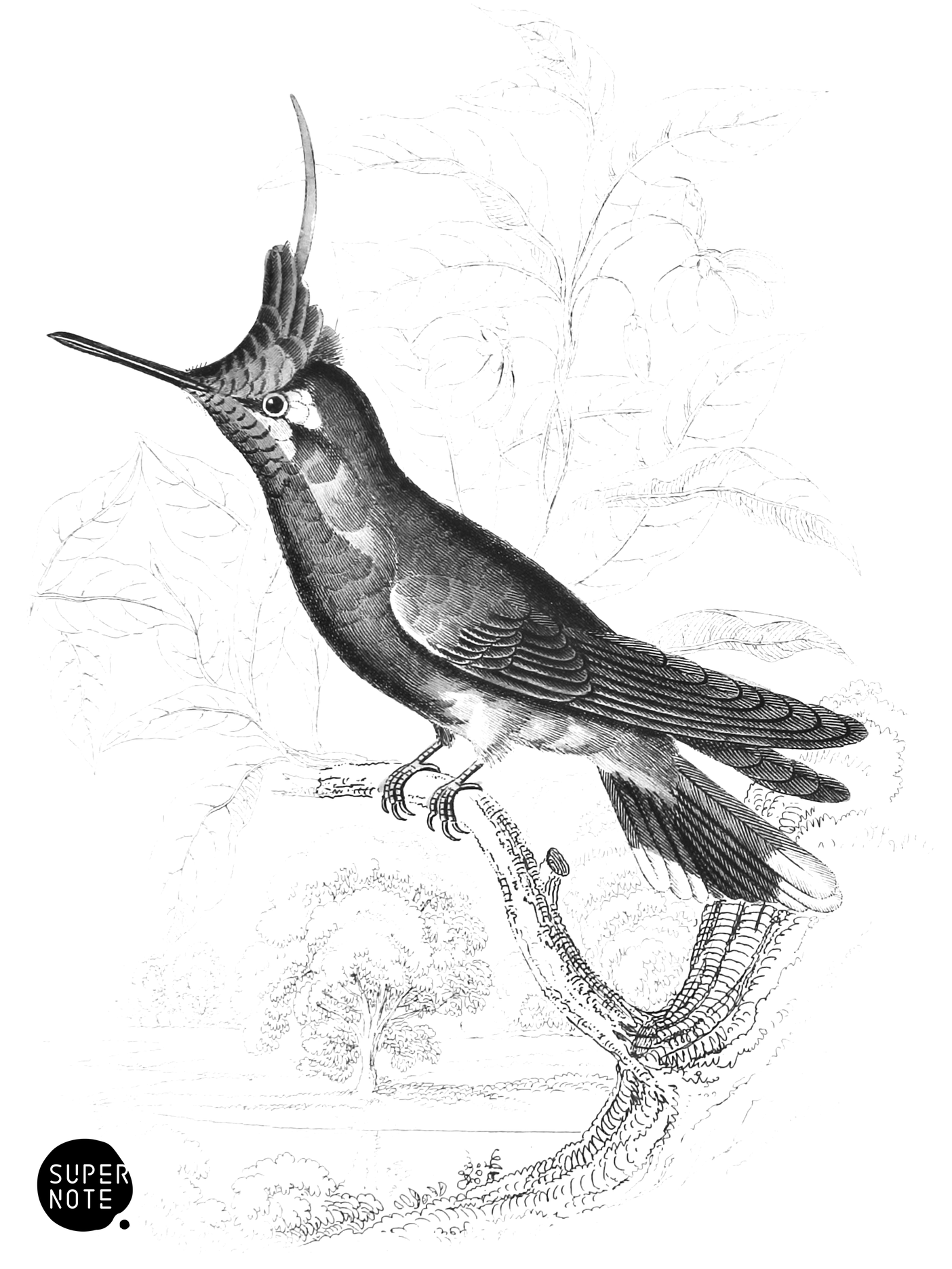 Delalande’s Humming-Bird (vol-01 plate-10).png