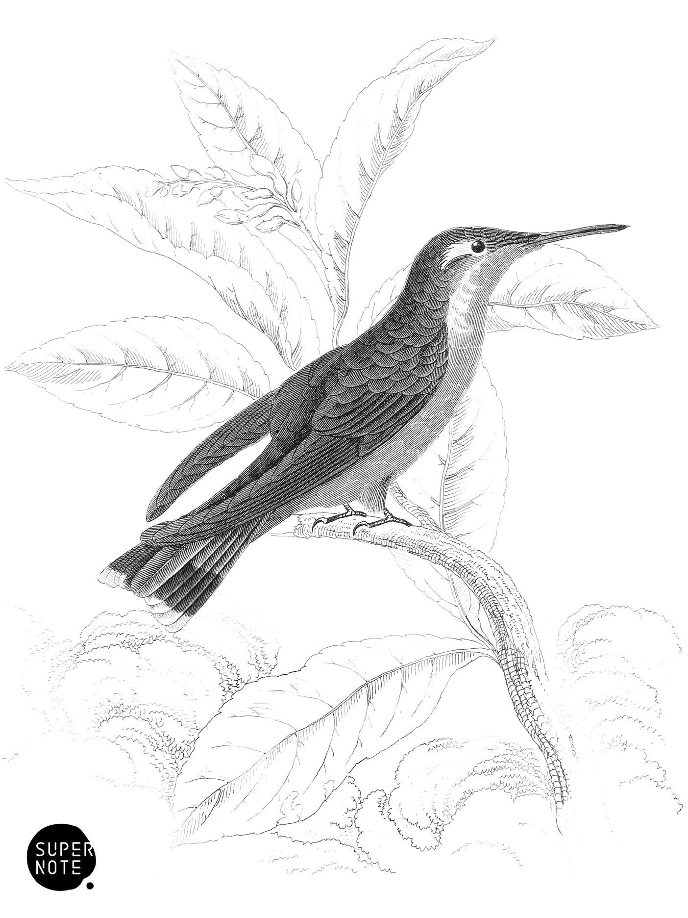 Delalande’s Humming-Bird (vol-03 plate-7).png