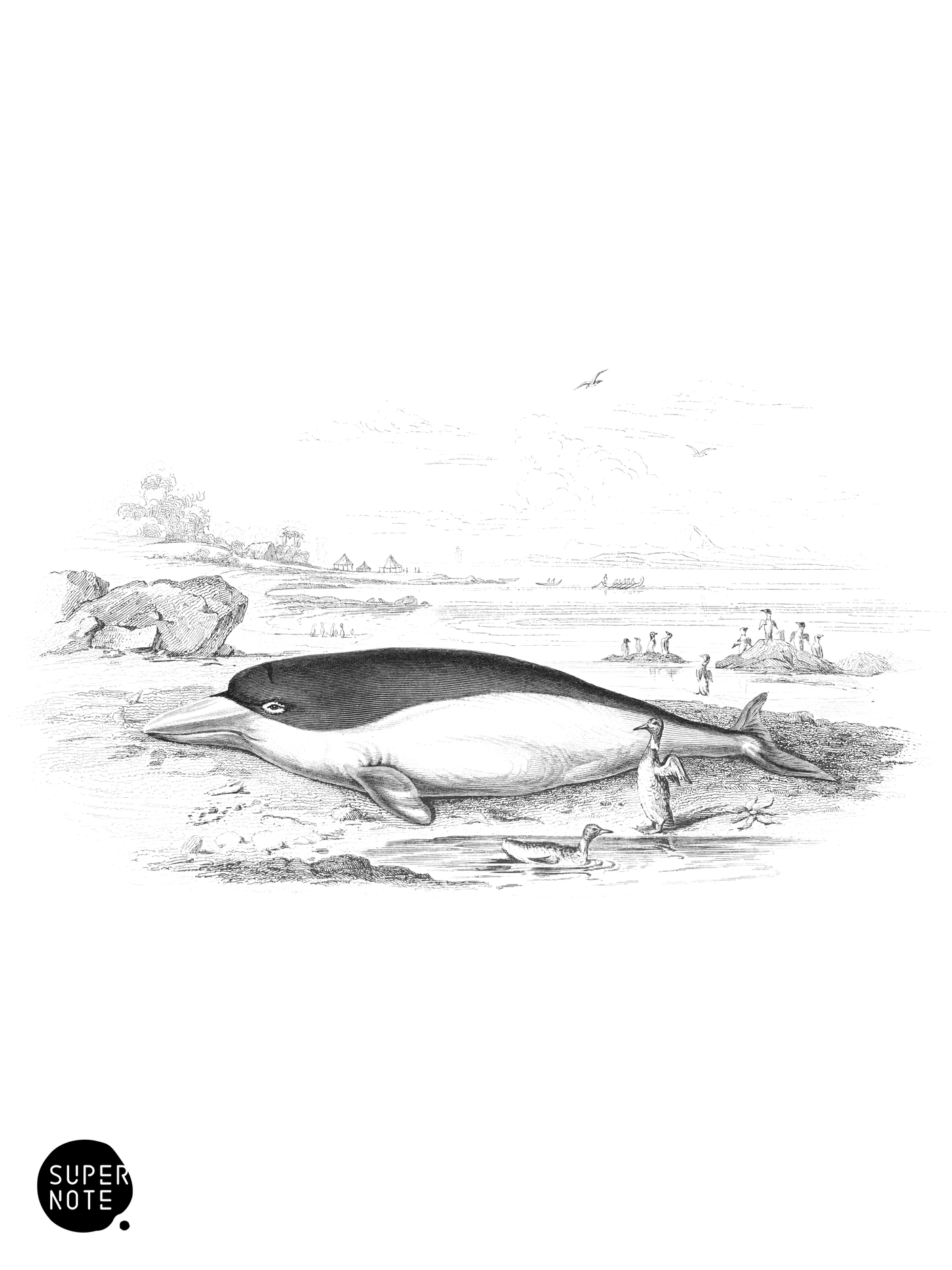 Delphinapterus Peronii (vol-16 plate-16).png