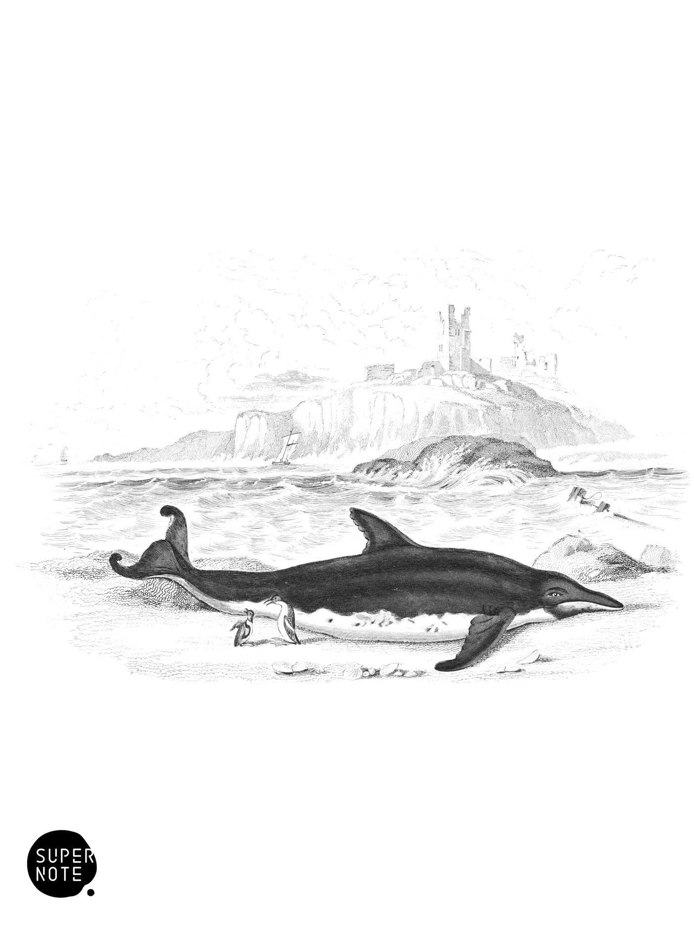 Delphinorhyncus of Breda (vol-16 plate-27).png