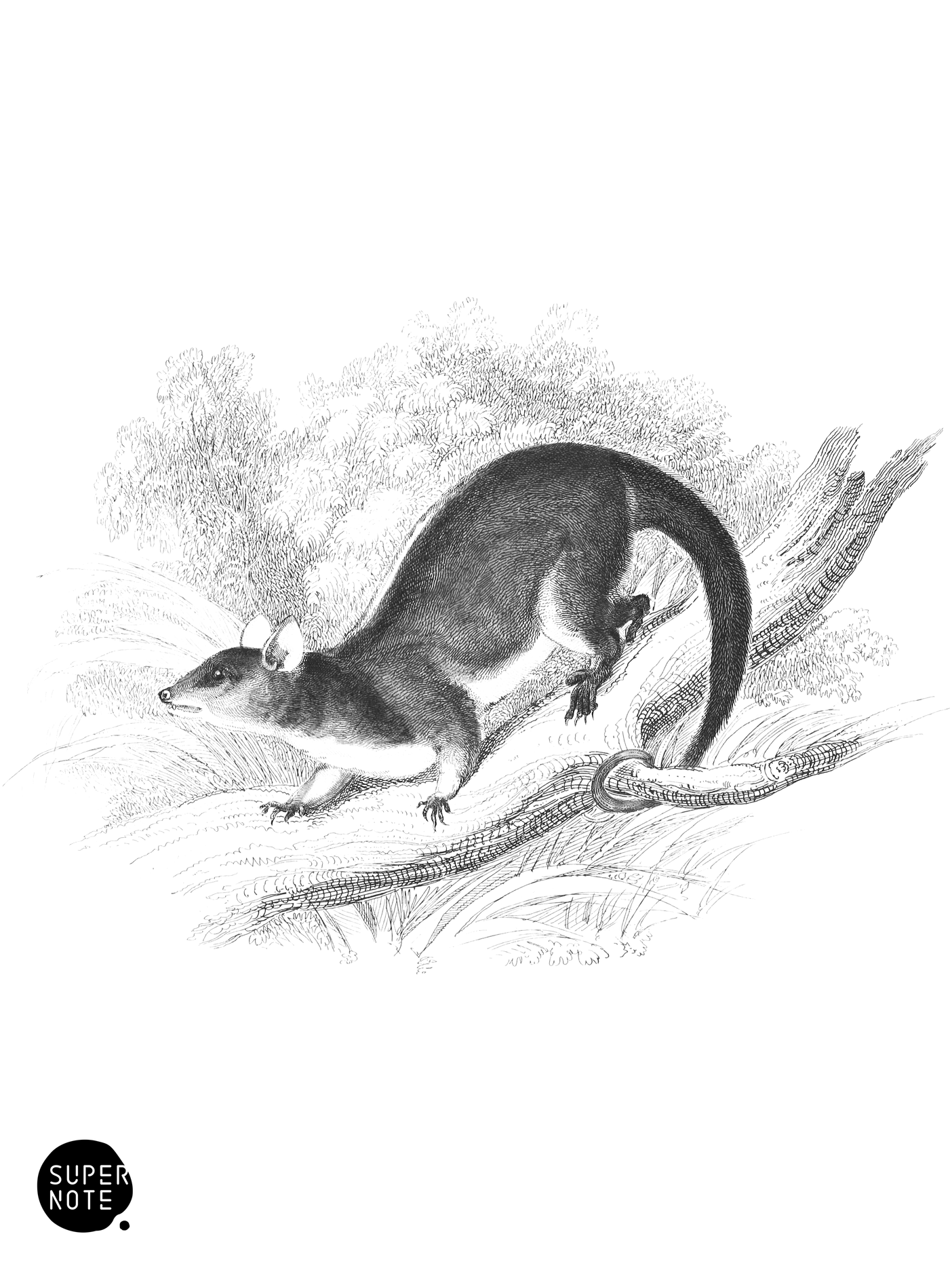 Derby’s Opossum (vol-30 plate-2-star).png