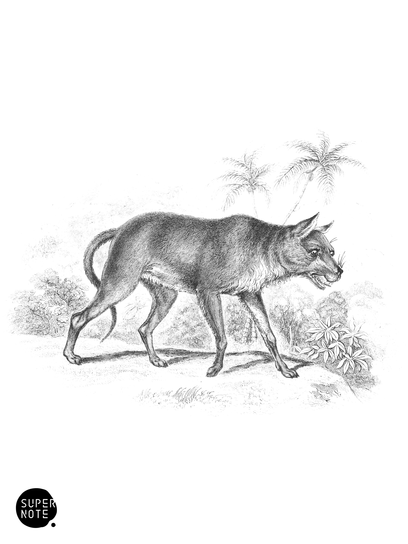 Dhole of Ceylon (vol-25 plate-8).png