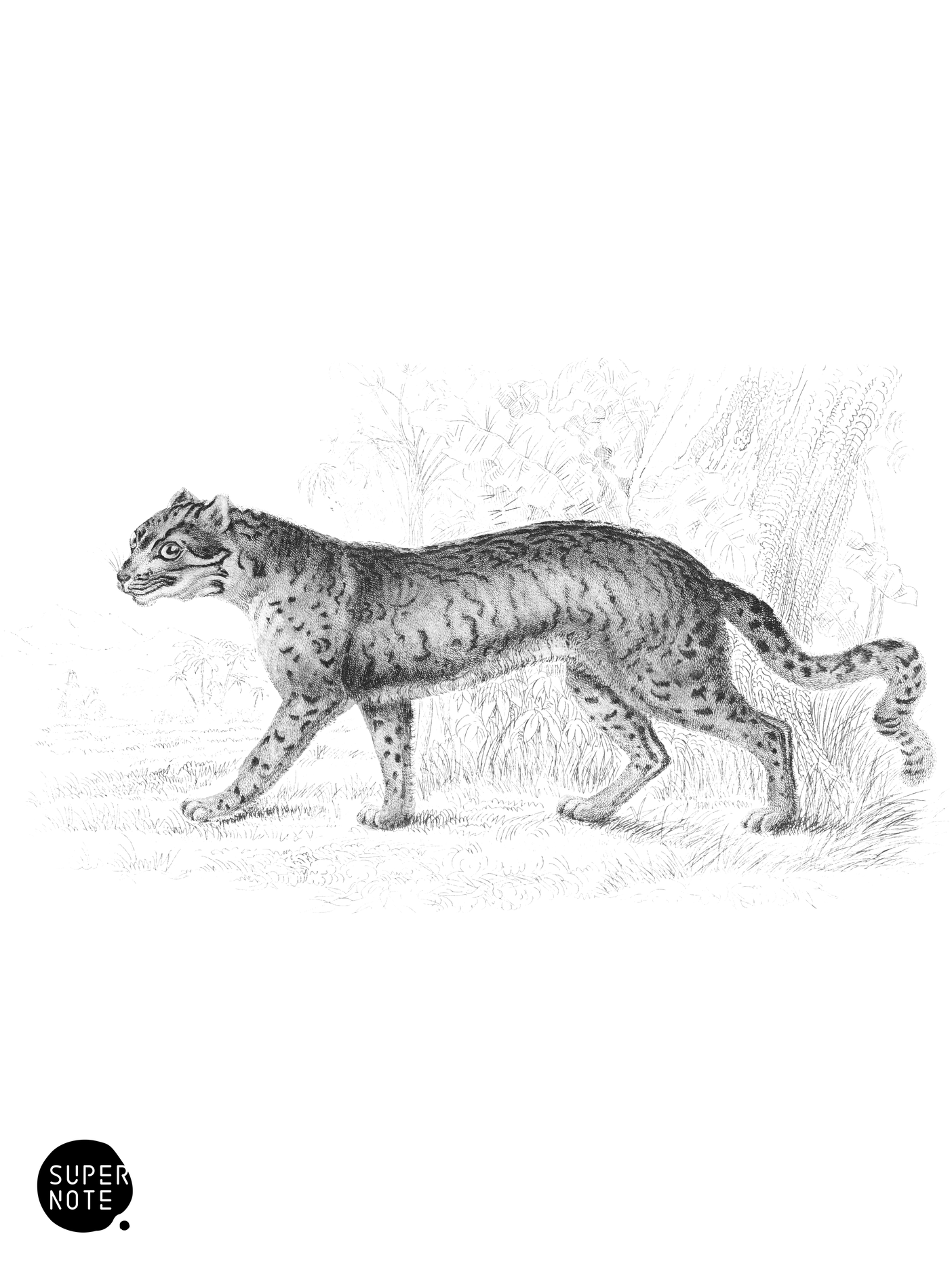 Diard’s Cat (Female) (vol-04 plate-22).png
