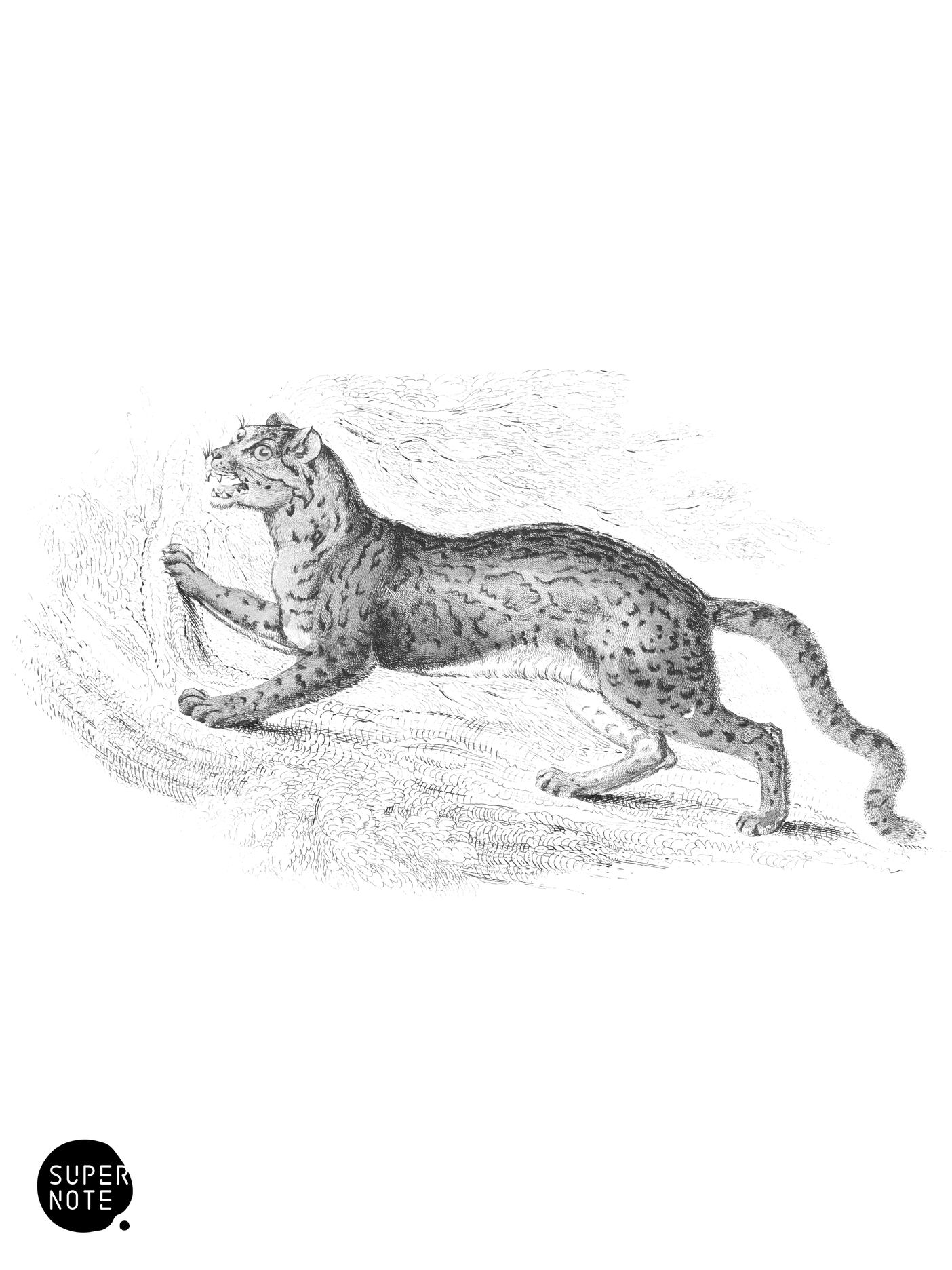 Diard’s Cat (Male) (vol-04 plate-21).png
