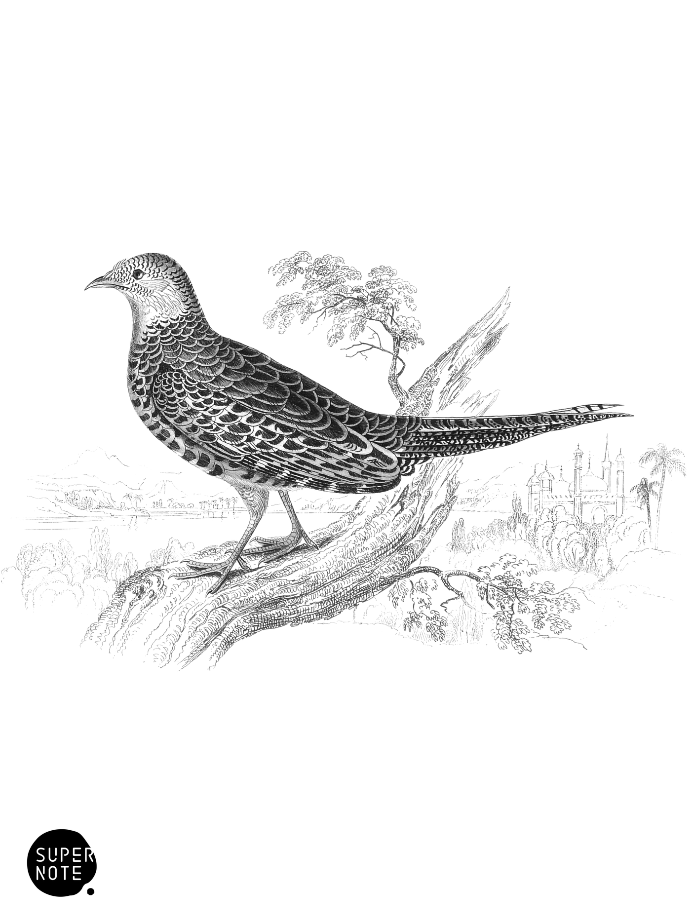 Diard’s Pheasant (Female) (vol-05 plate-15).png