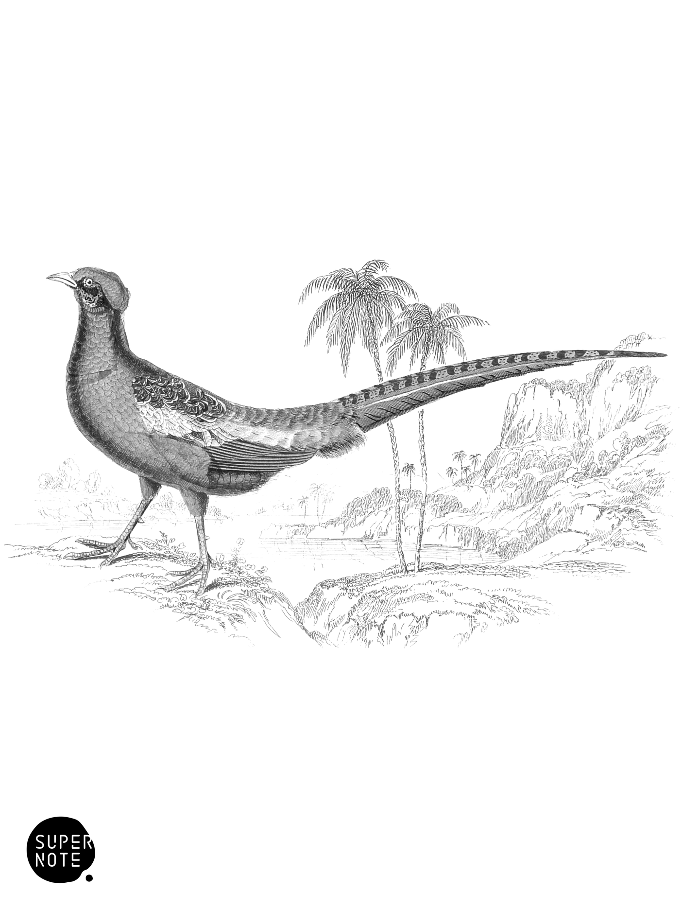 Diard’s Pheasant (Male) (vol-05 plate-14).png