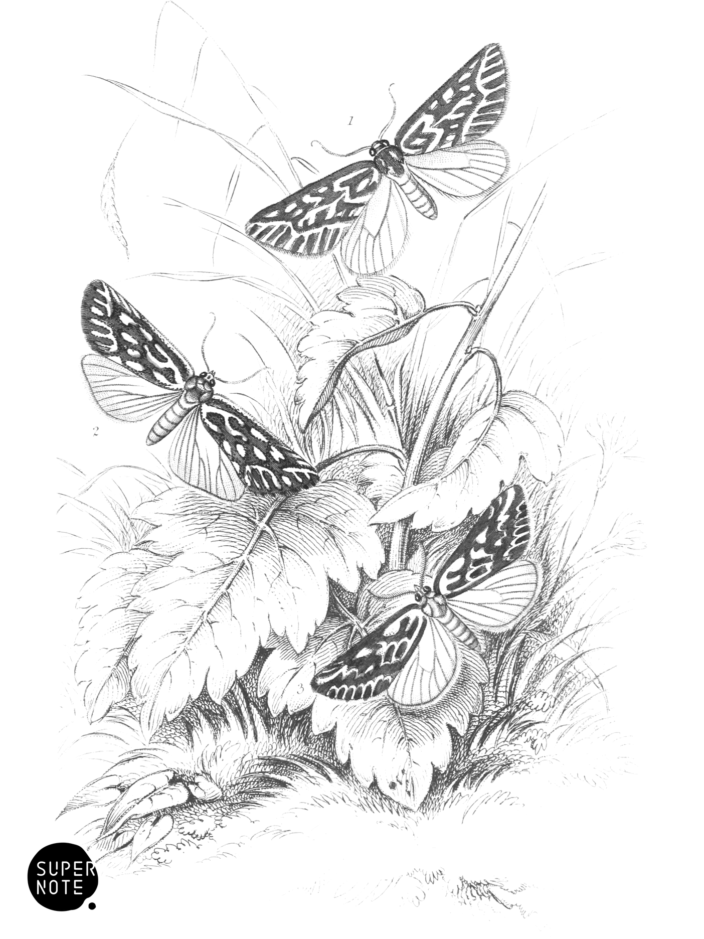 Dichroma equestralis, D. histrionalis & D. arcualis (vol-33 plate-30).png