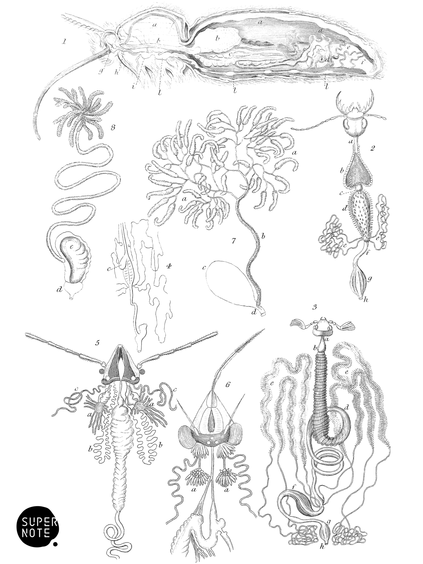 Digestive Organs of Insects (vol-29 plate-2).png
