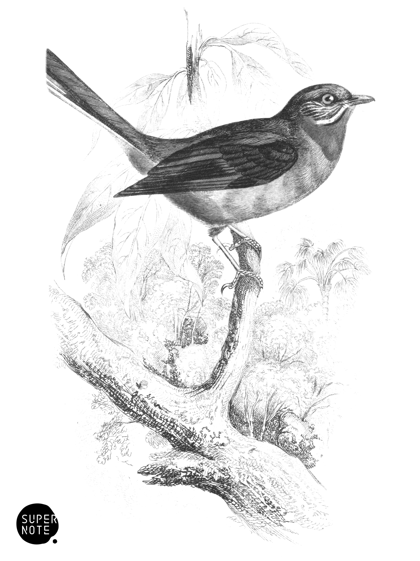 Dishwater Fantail (vol-21 plate-13).png