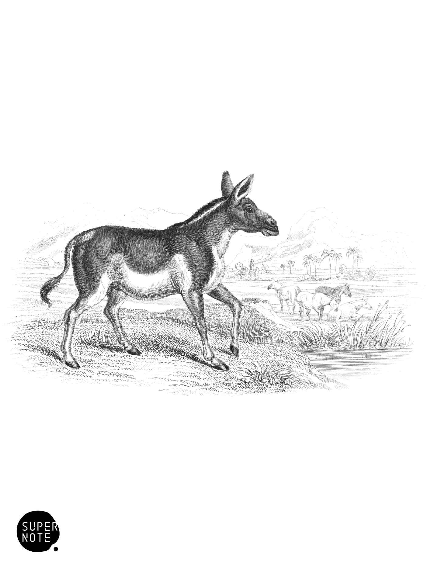 Djiggetai (vol-31 plate-20).png