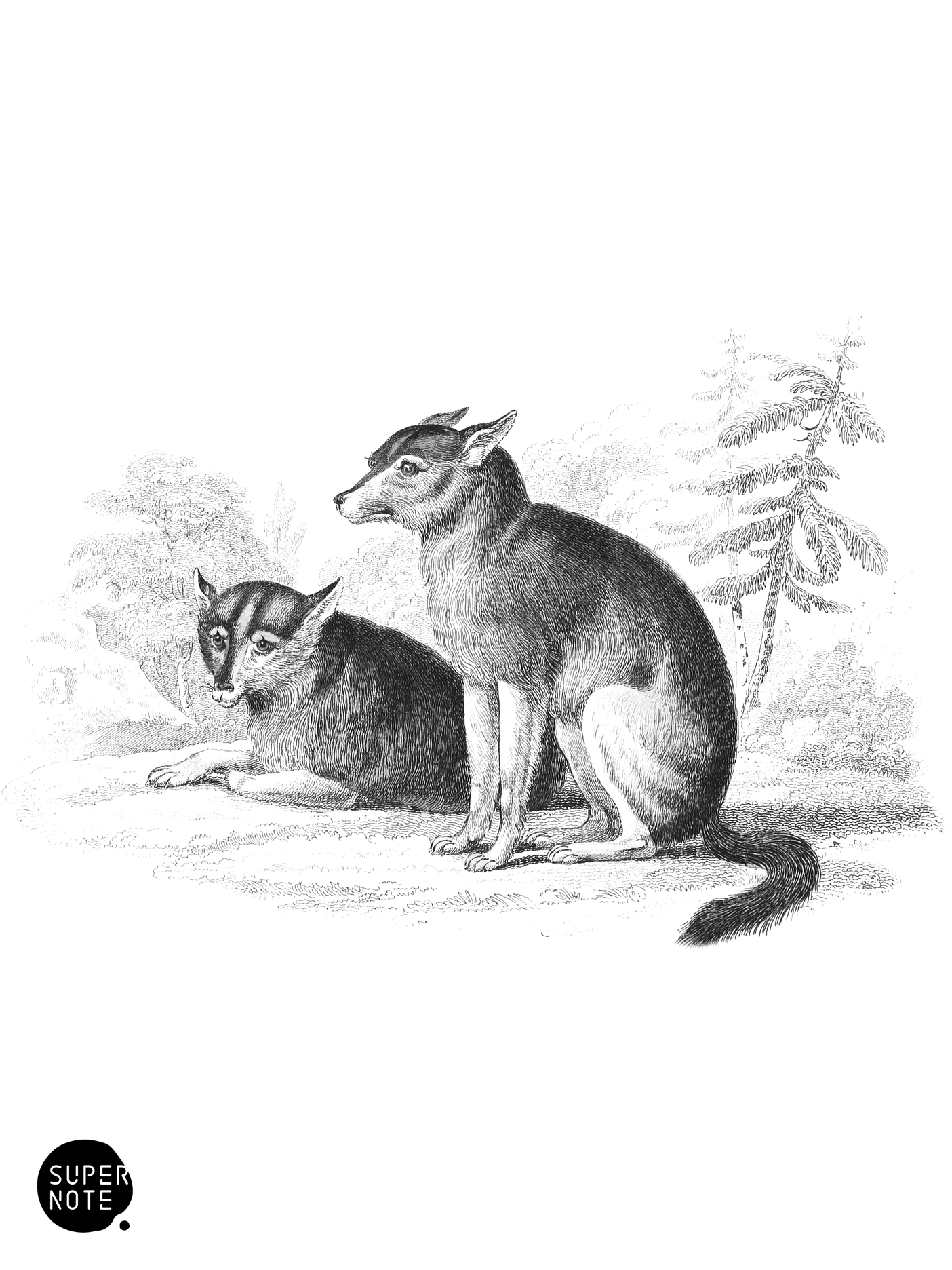 Dog of the North American Indians (vol-28 plate-8).png