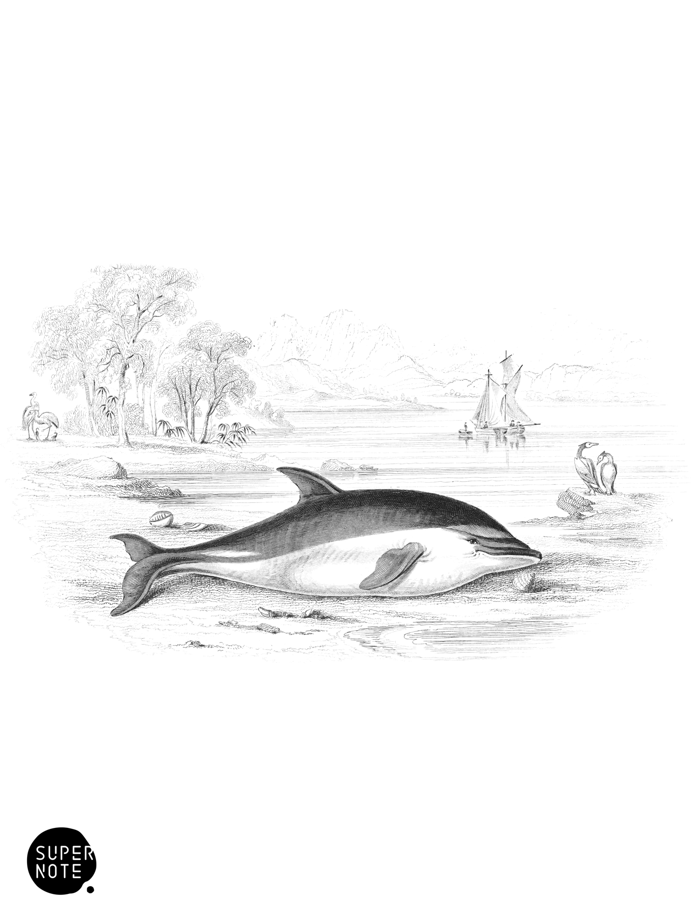 Dolphin with White Mark over the Eye (vol-16 plate-26).png