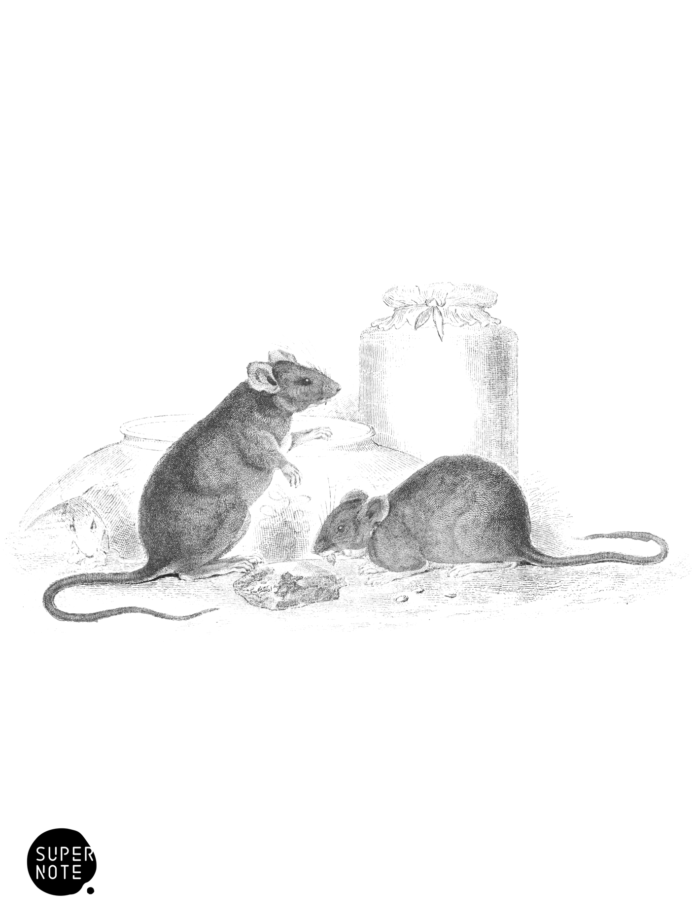 Domestic Mouse (vol-22 plate-25).png