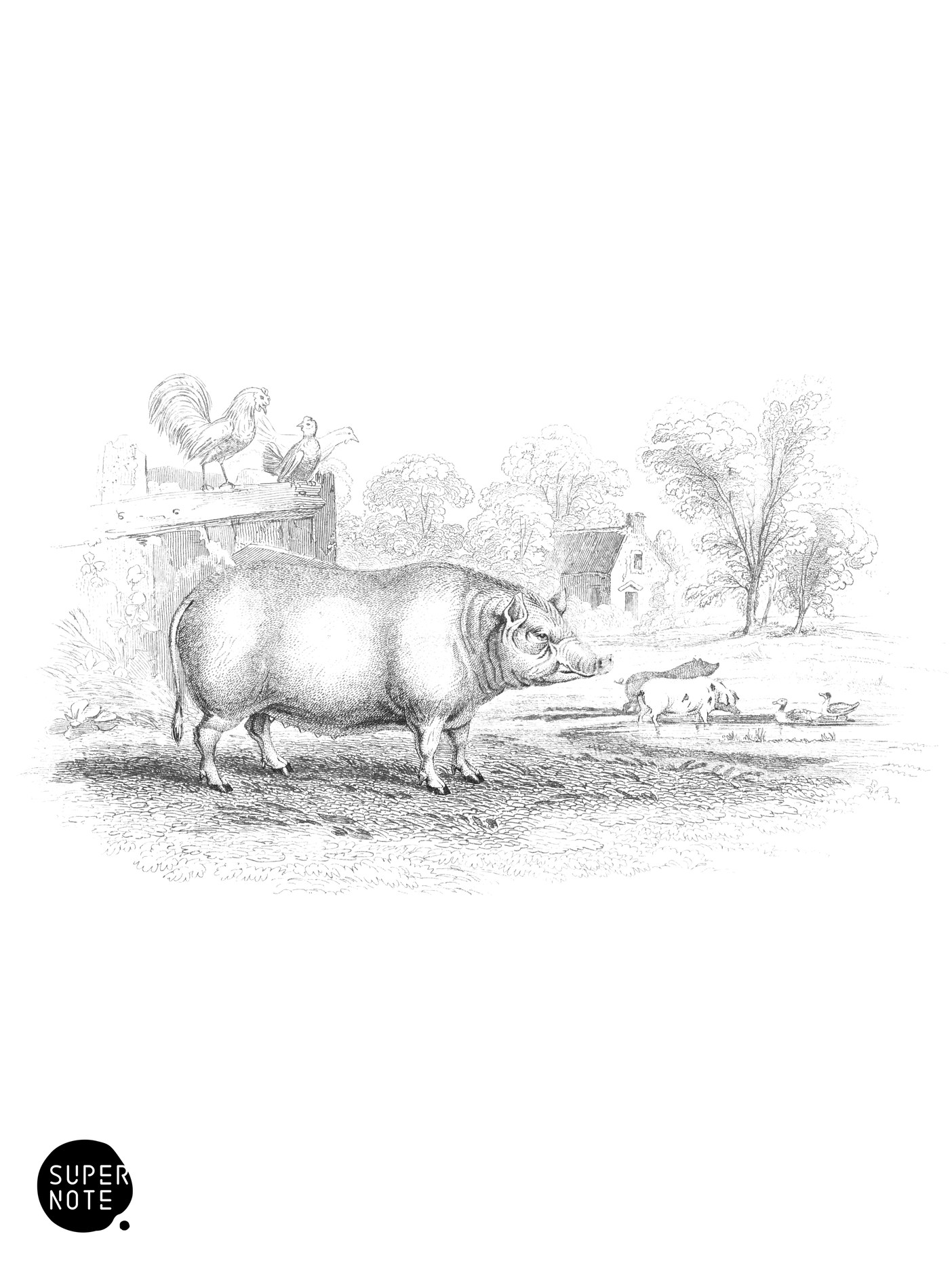 Domestic Pig (Chinese Breed) (vol-13 plate-22).png