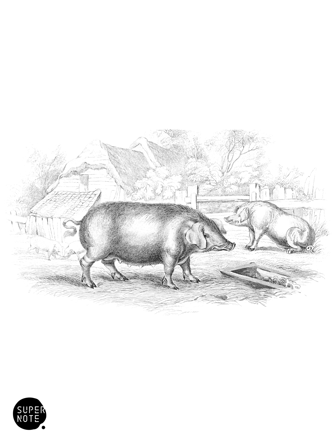 Domestic Pig (vol-13 plate-21).png