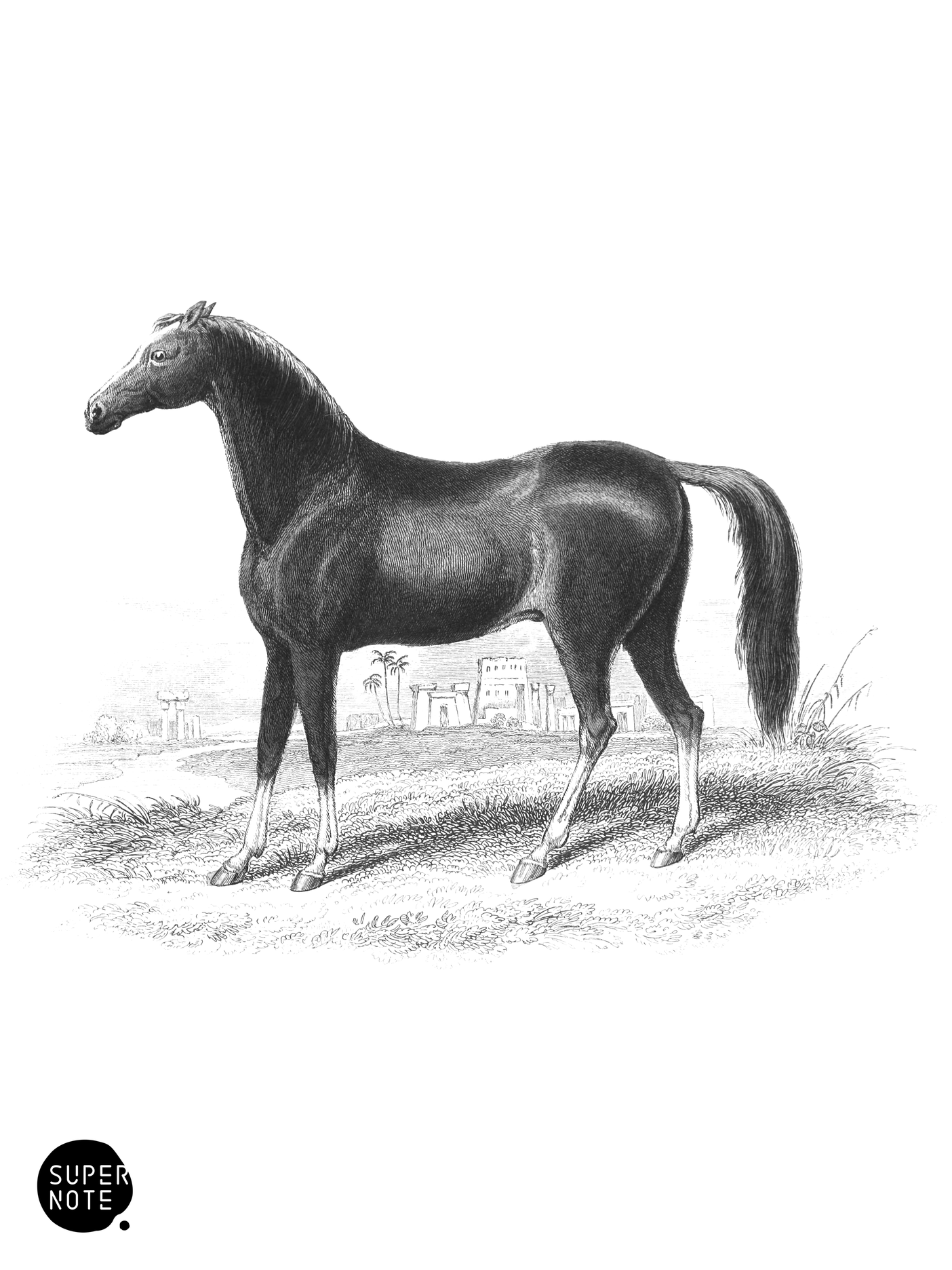 Dongola Race (vol-31 plate-10-star).png