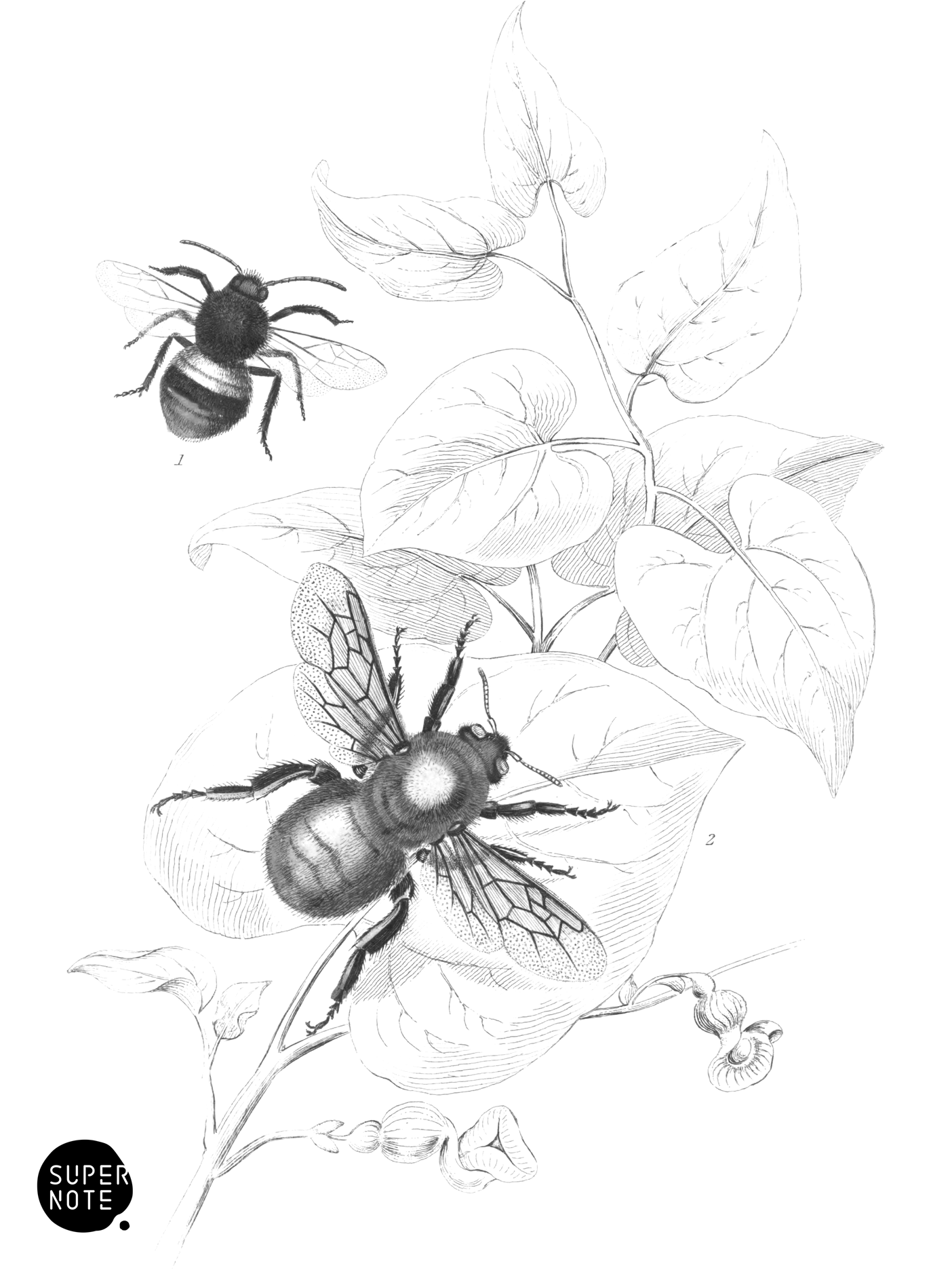Donovan’s Humble-Bee & Great Humble-Bee of Valparaiso (vol-26 plate-17).png