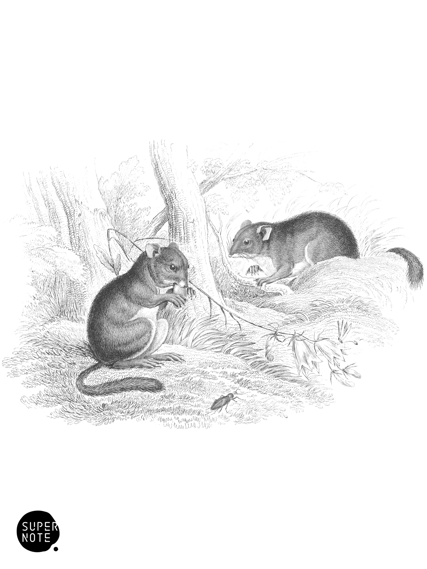 Dormouse (vol-22 plate-22).png