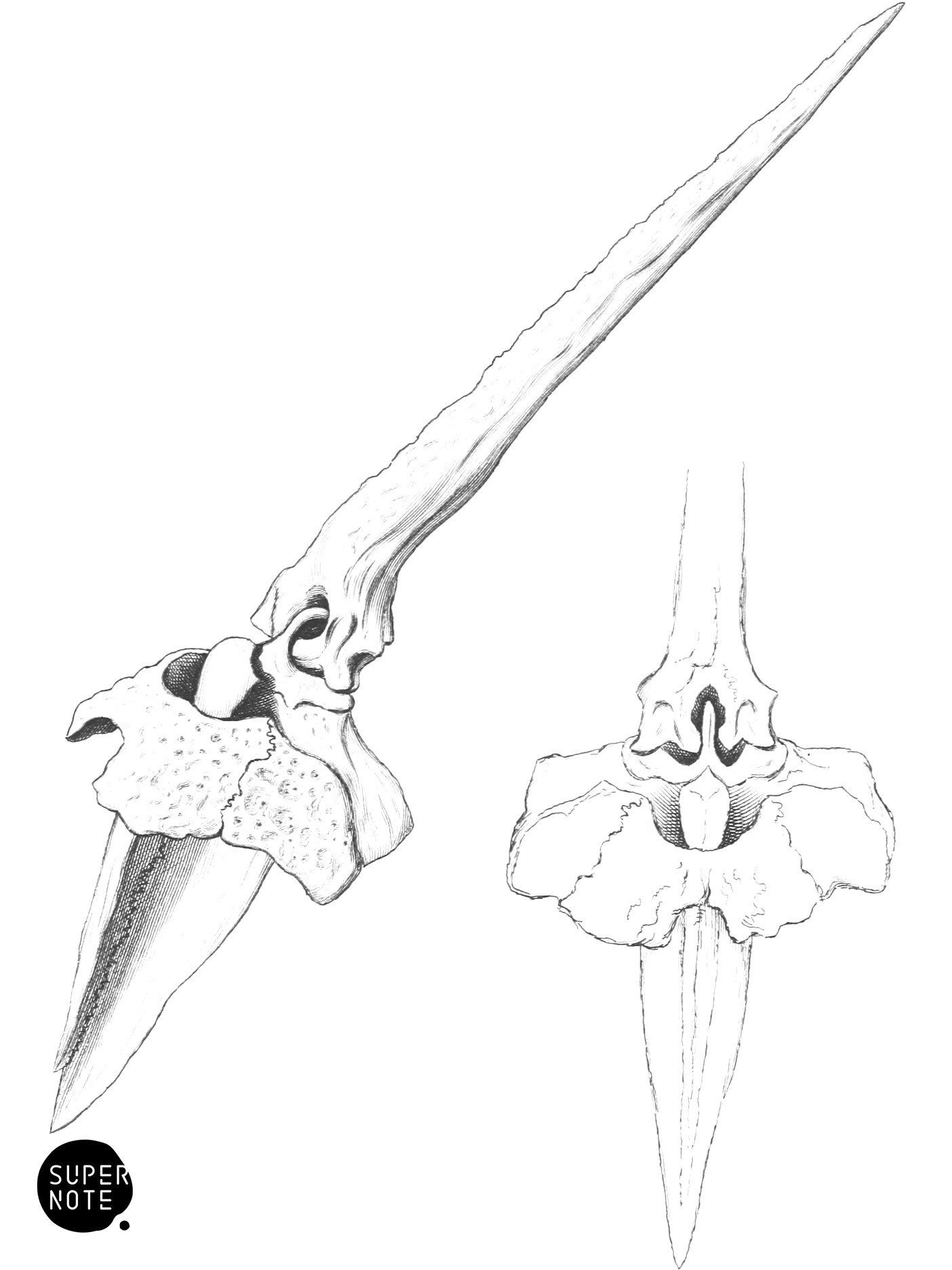 Dorsal Spine of Siluridæ (vol-32 plate-10).png