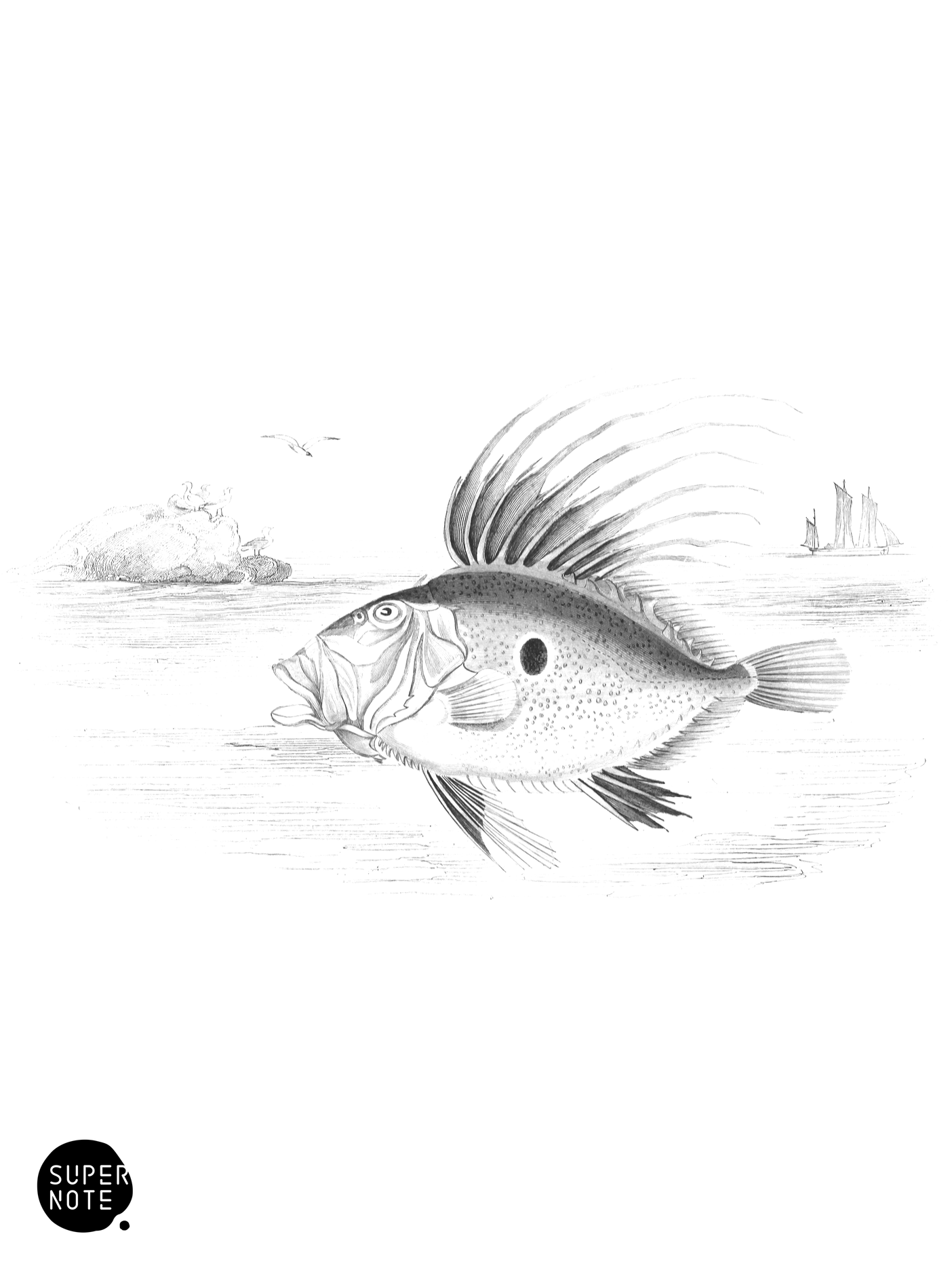 Dory, or John Dory (vol-37 plate-14).png