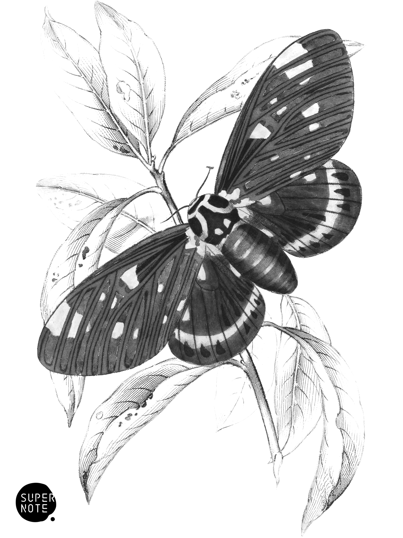 Dorycampa regalis (vol-33 plate-18).png