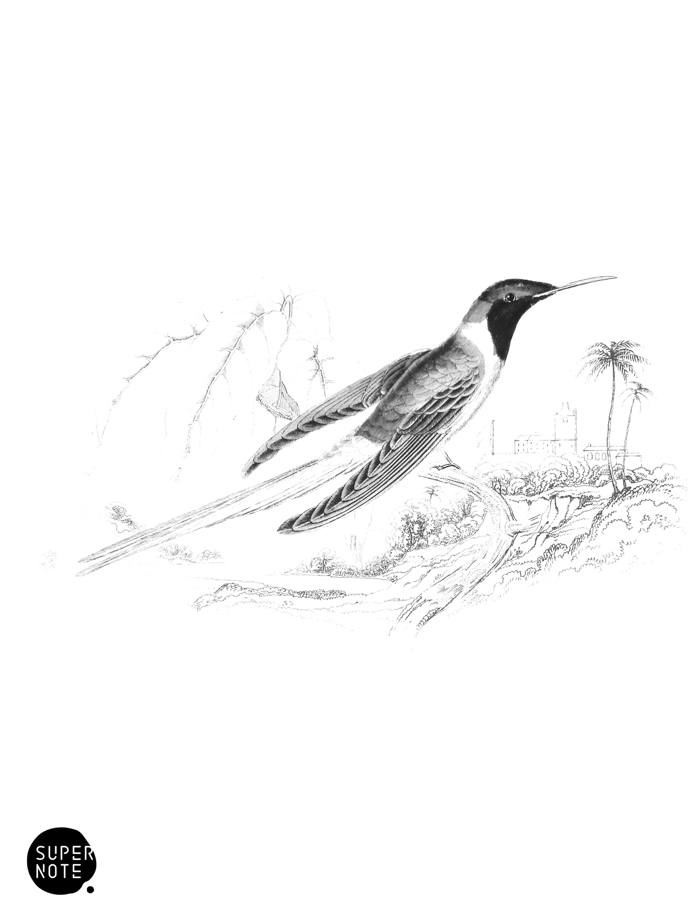 Double-Crested Humming-Bird (Female) (vol-01 plate-22).png