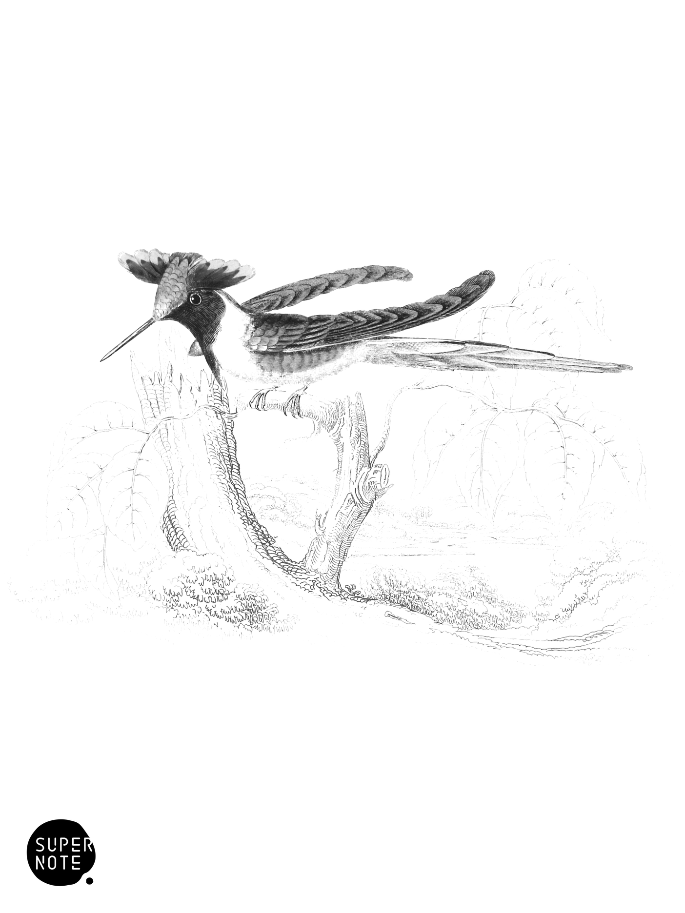 Double-Crested Humming-Bird (Male) (vol-01 plate-21).png