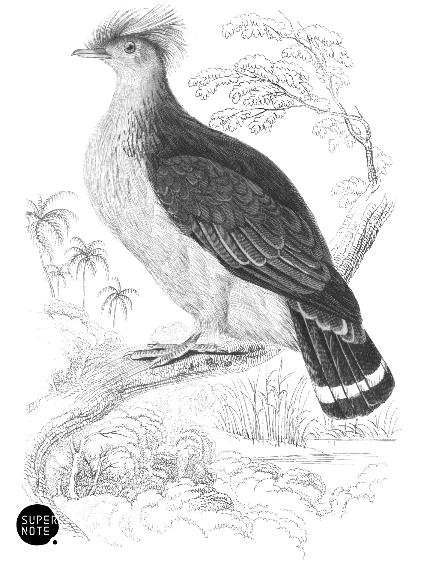 Double-Crested Pigeon (vol-09 plate-10).png