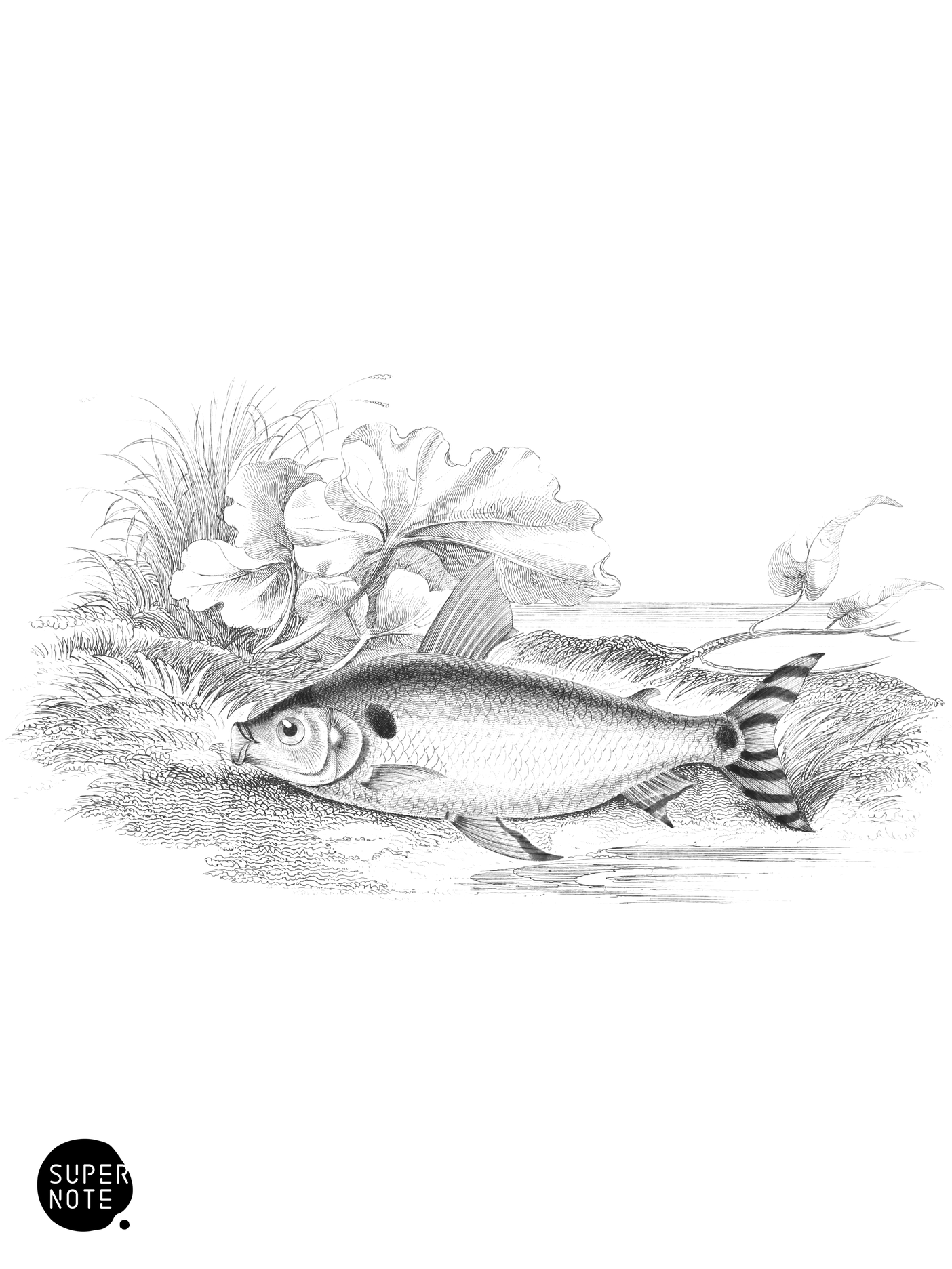 Double-Marked Salmon-Carp (vol-32 plate-29).png