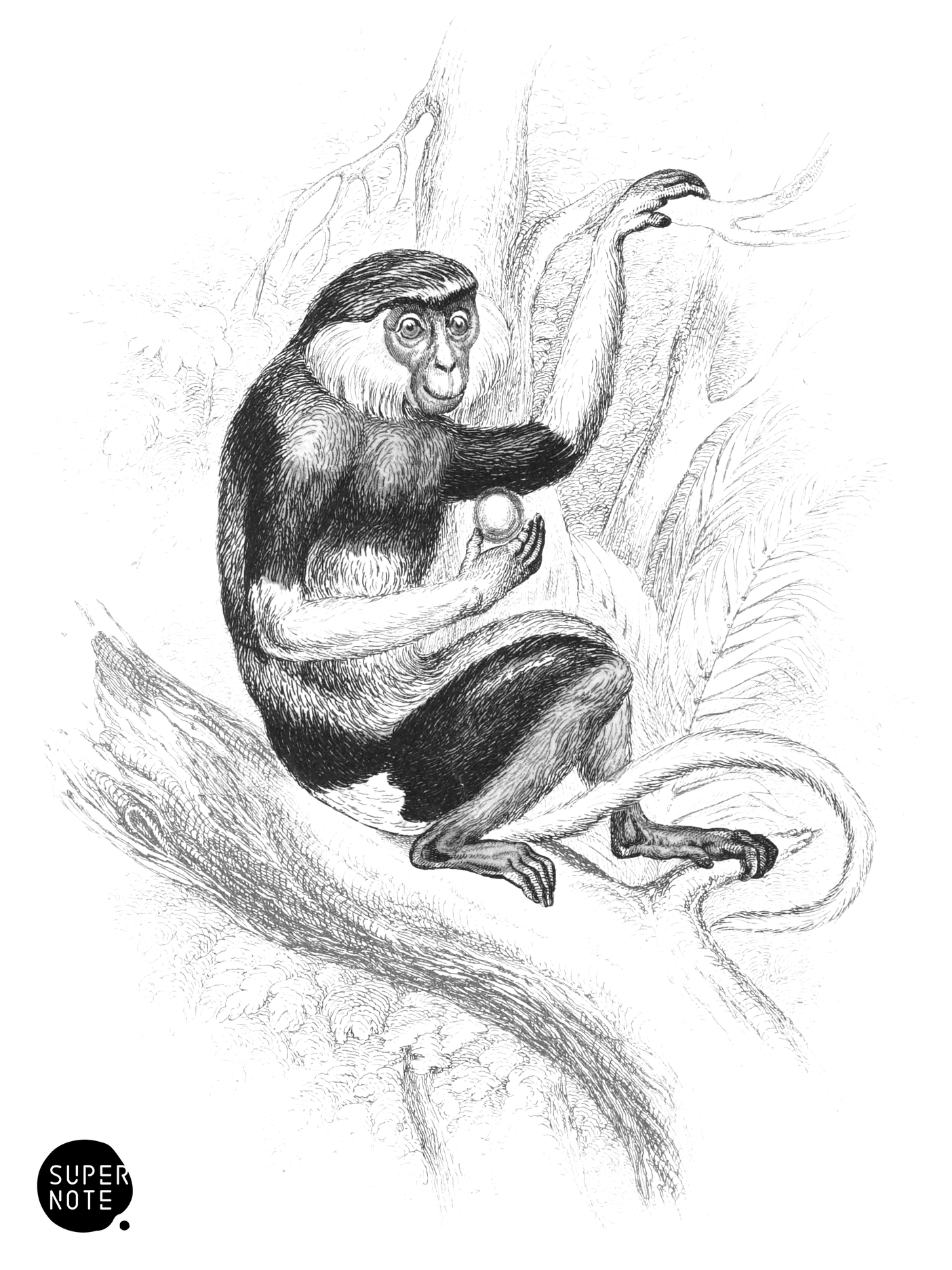 Douc or Cochin-China Monkey (vol-02 plate-7-cw).png
