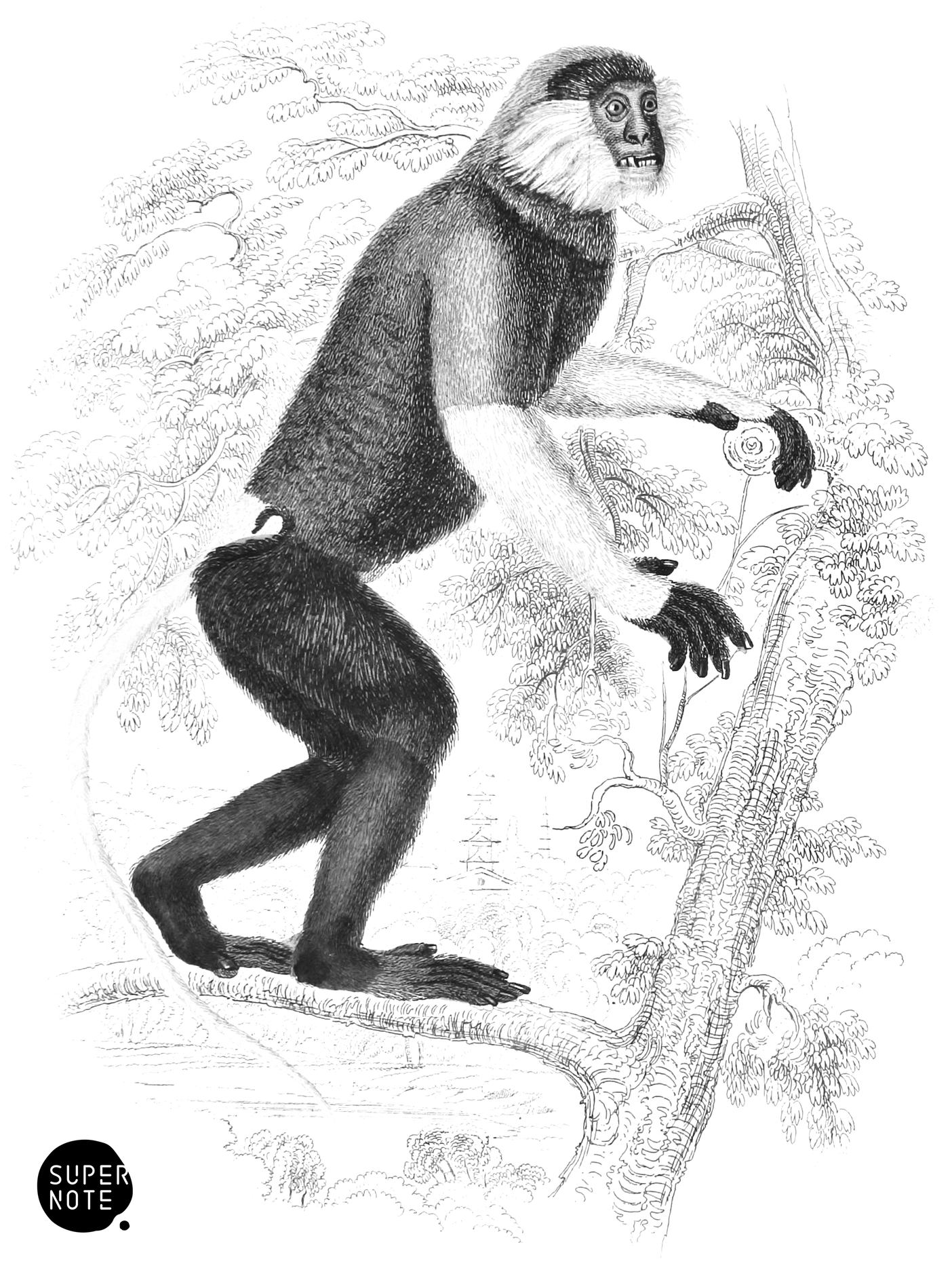 Douc or Cochin-China Monkey (vol-02 plate-7-lizars).png