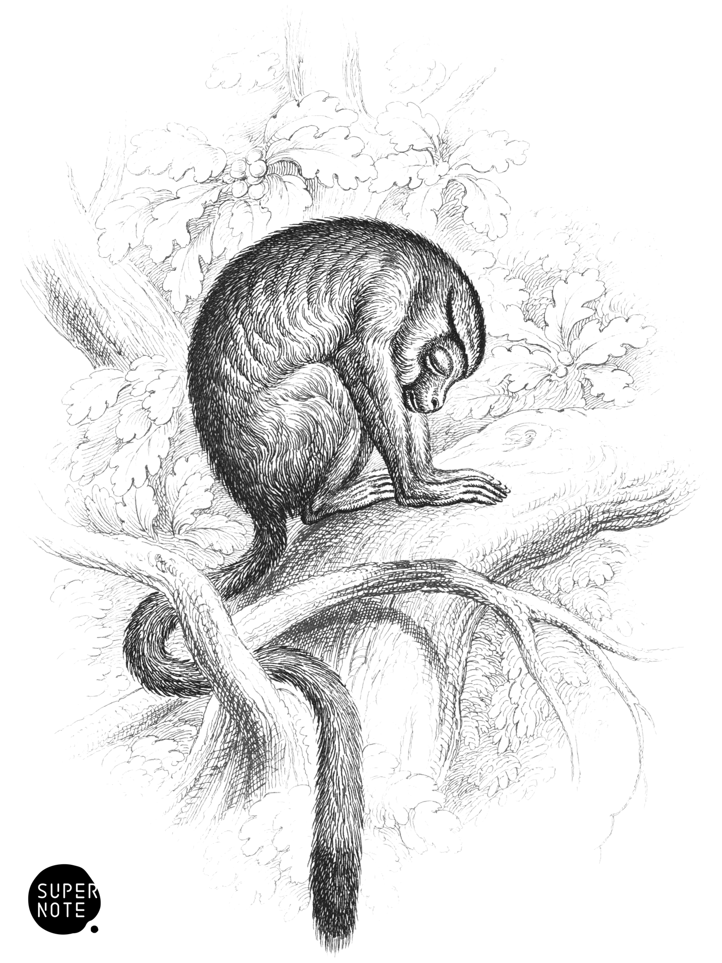 Douroucouli (vol-02 plate-24-cw).png