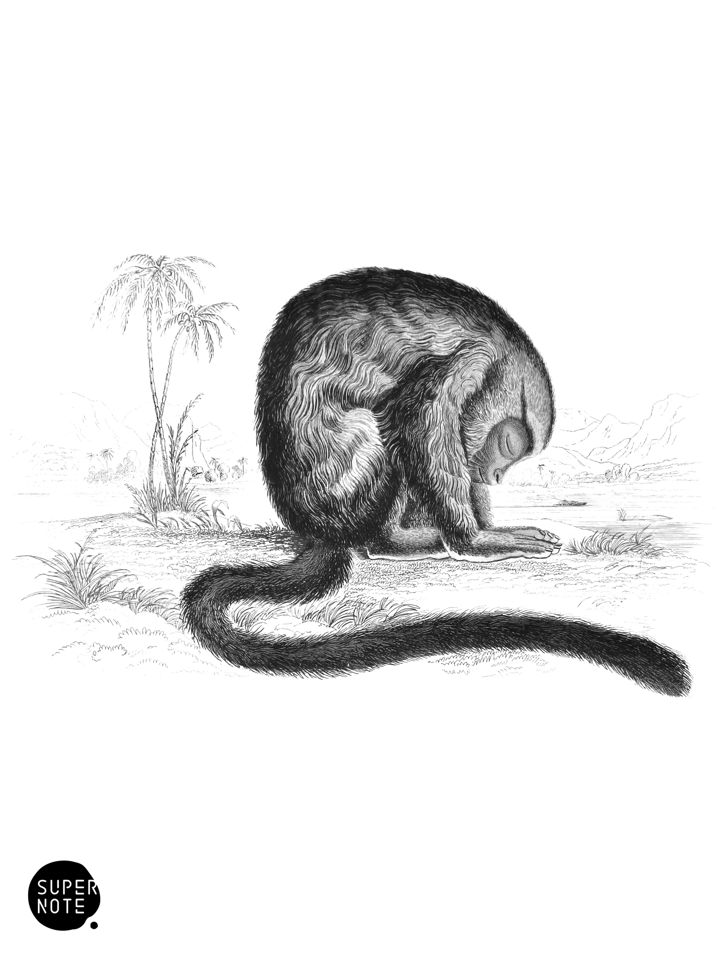 Douroucouli (vol-02 plate-24-lizars).png