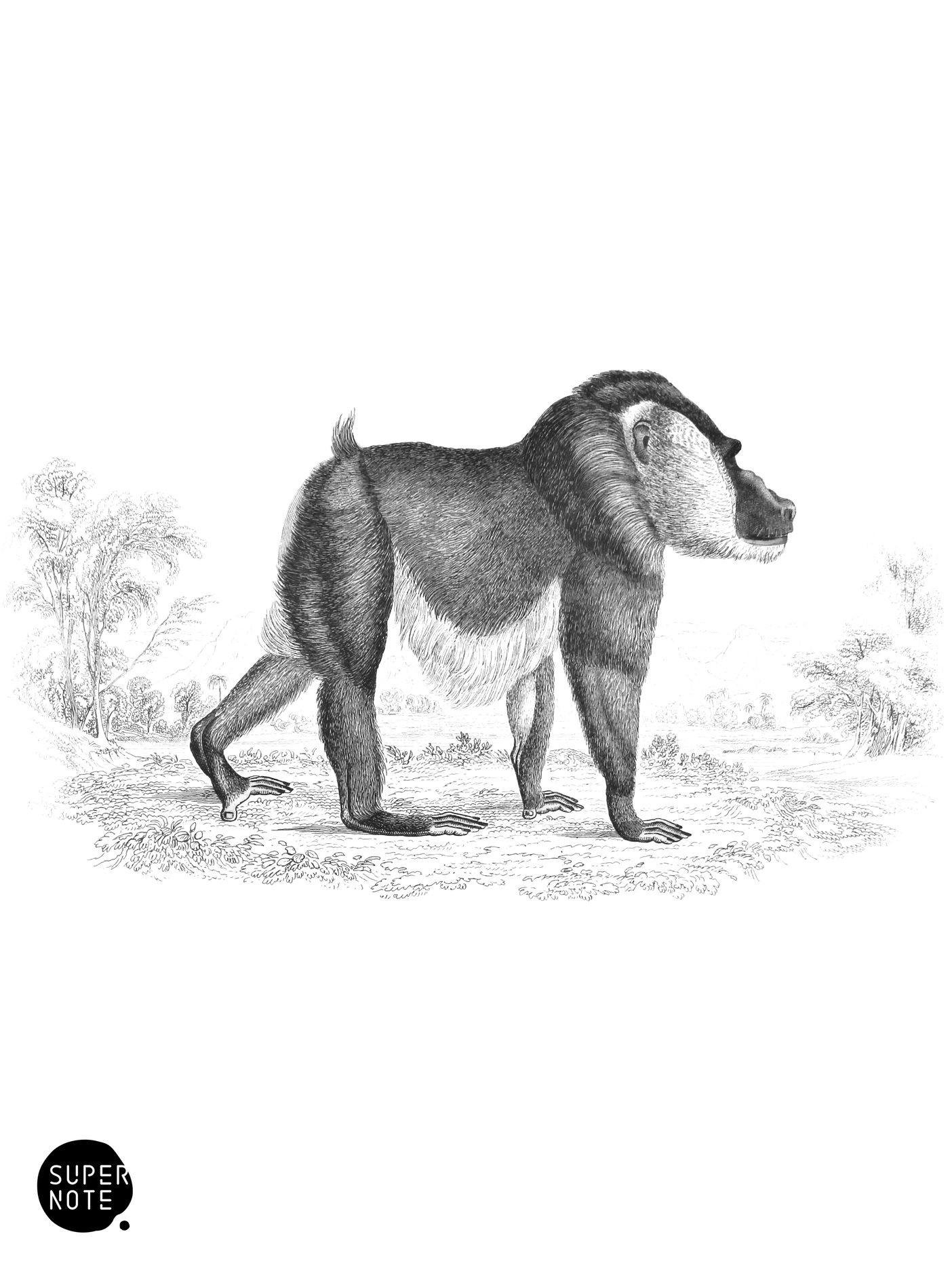 Drill (vol-02 plate-18-lizars).png
