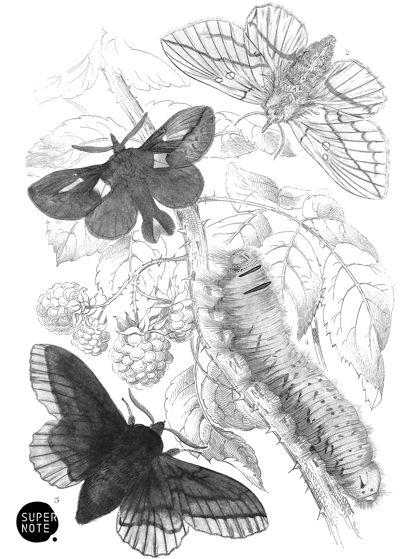 Drinker- & Lappet-Moths (vol-14 plate-18).png