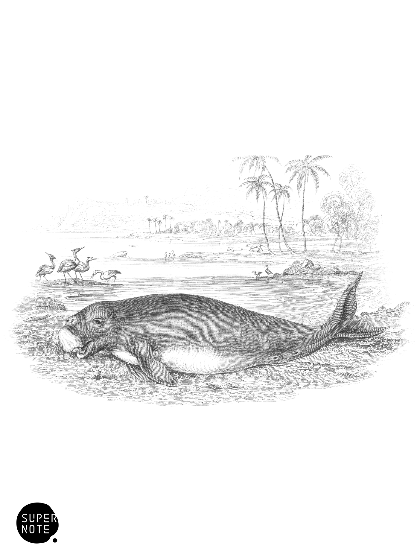 Dugong (vol-23 plate-27).png