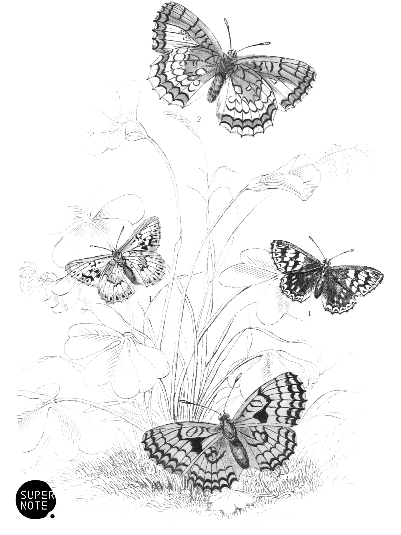 Duke of Burgundy Fritillary & Pearl-Bordered Likeness (vol-10 plate-12).png