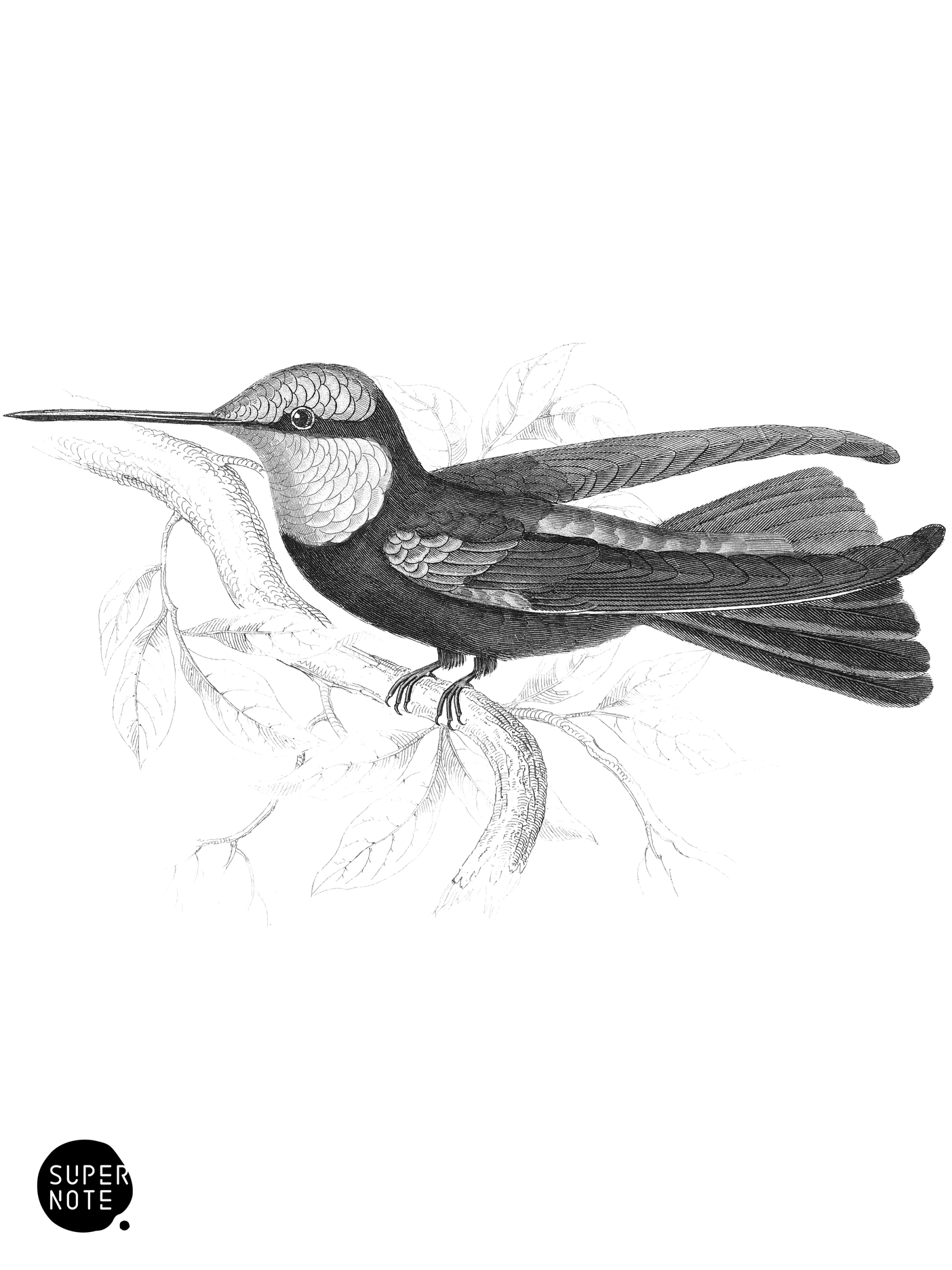Duke of Rivoli’s Humming-Bird (vol-03 plate-18).png