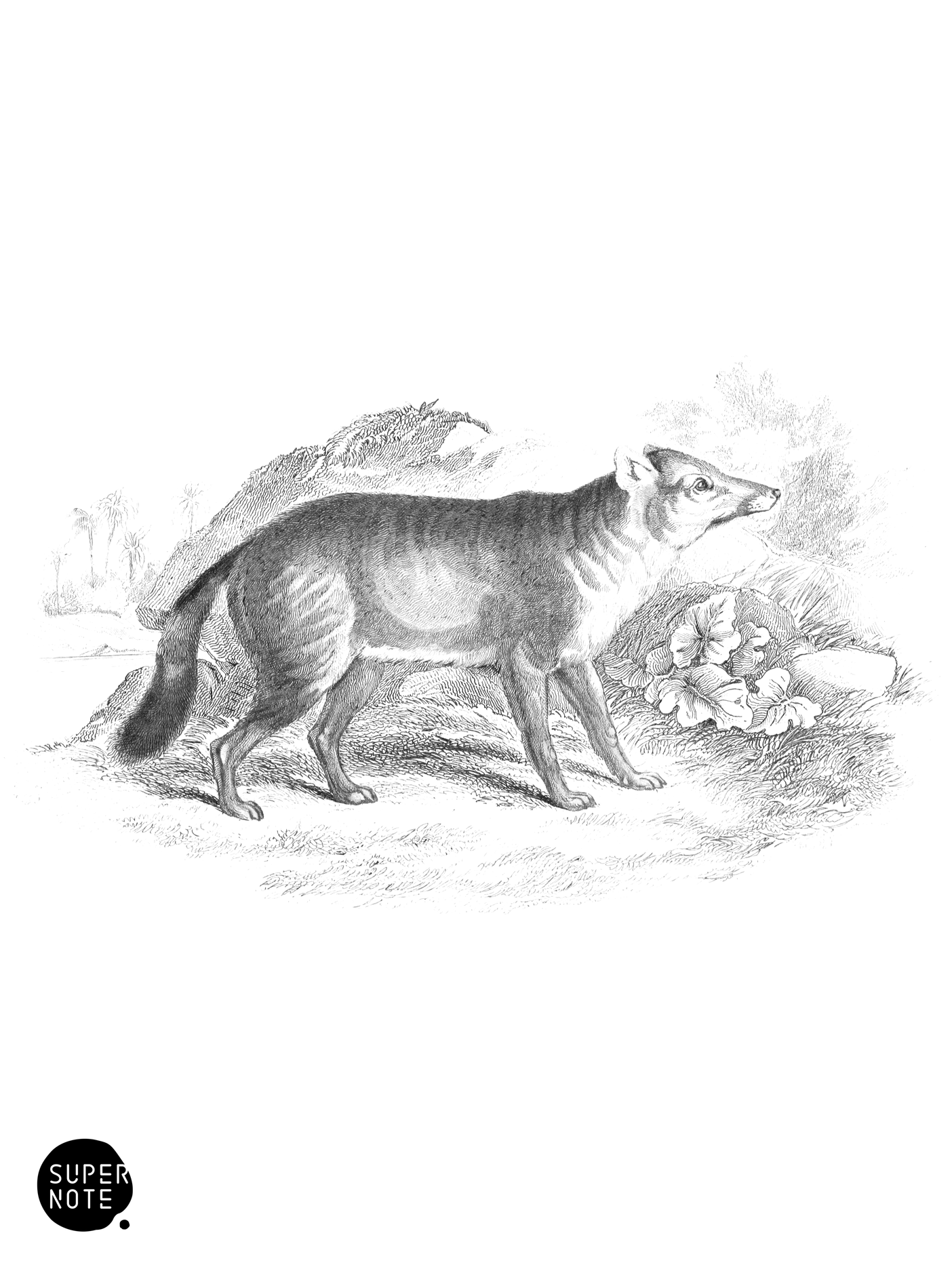Dun-Footed Aguara Dog (vol-25 plate-26).png