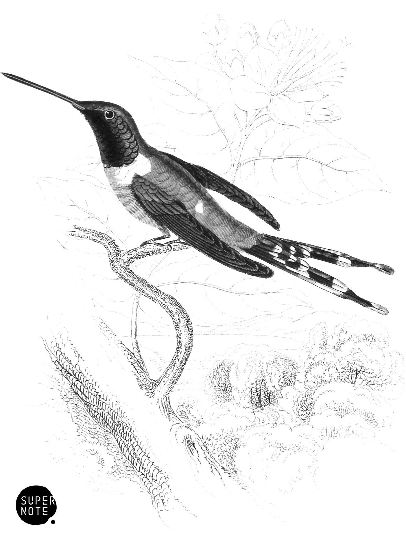 Dupont’s Humming-Bird (vol-01 plate-26).png