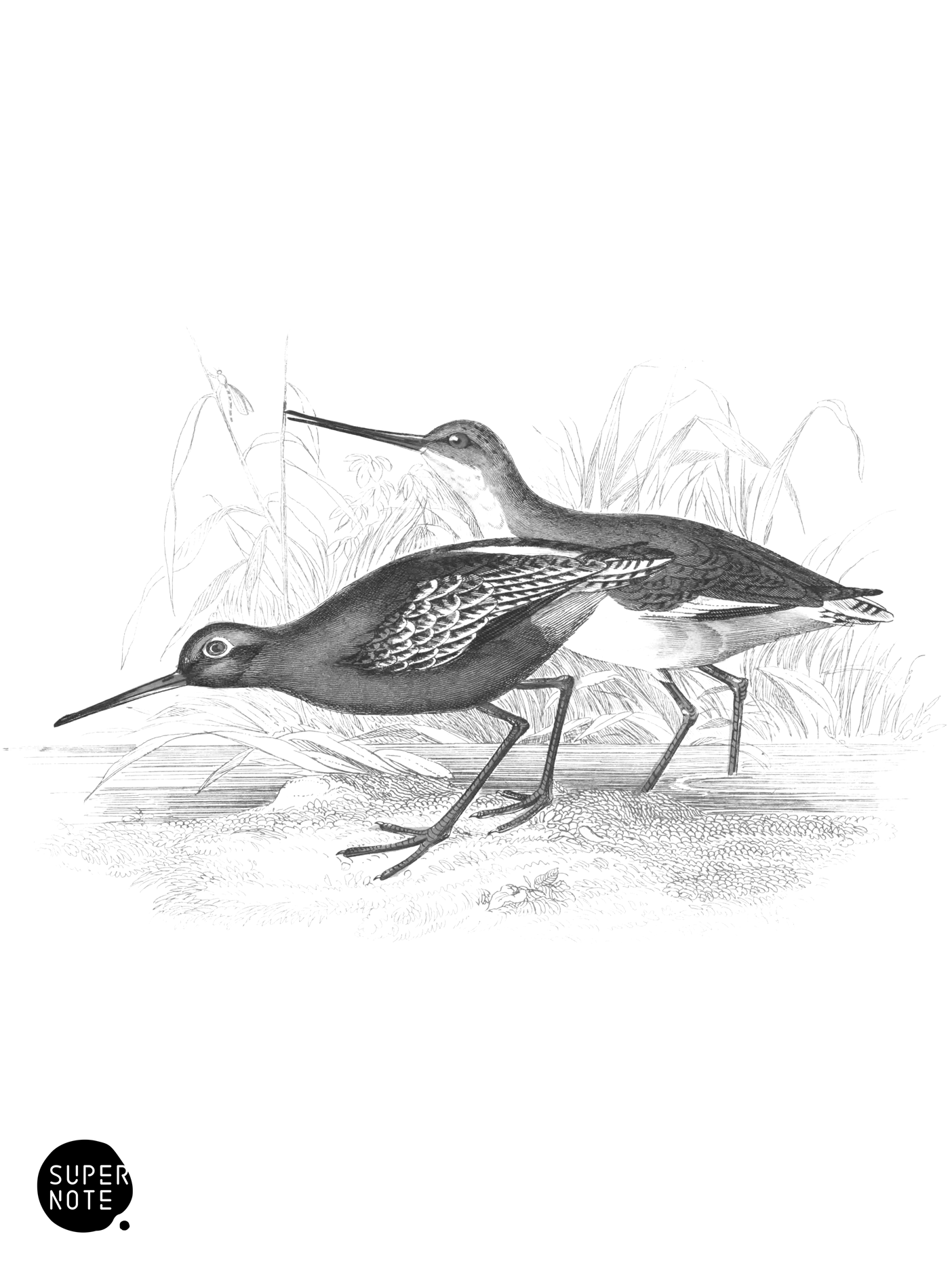 Dusky Totanus (vol-34 plate-14).png