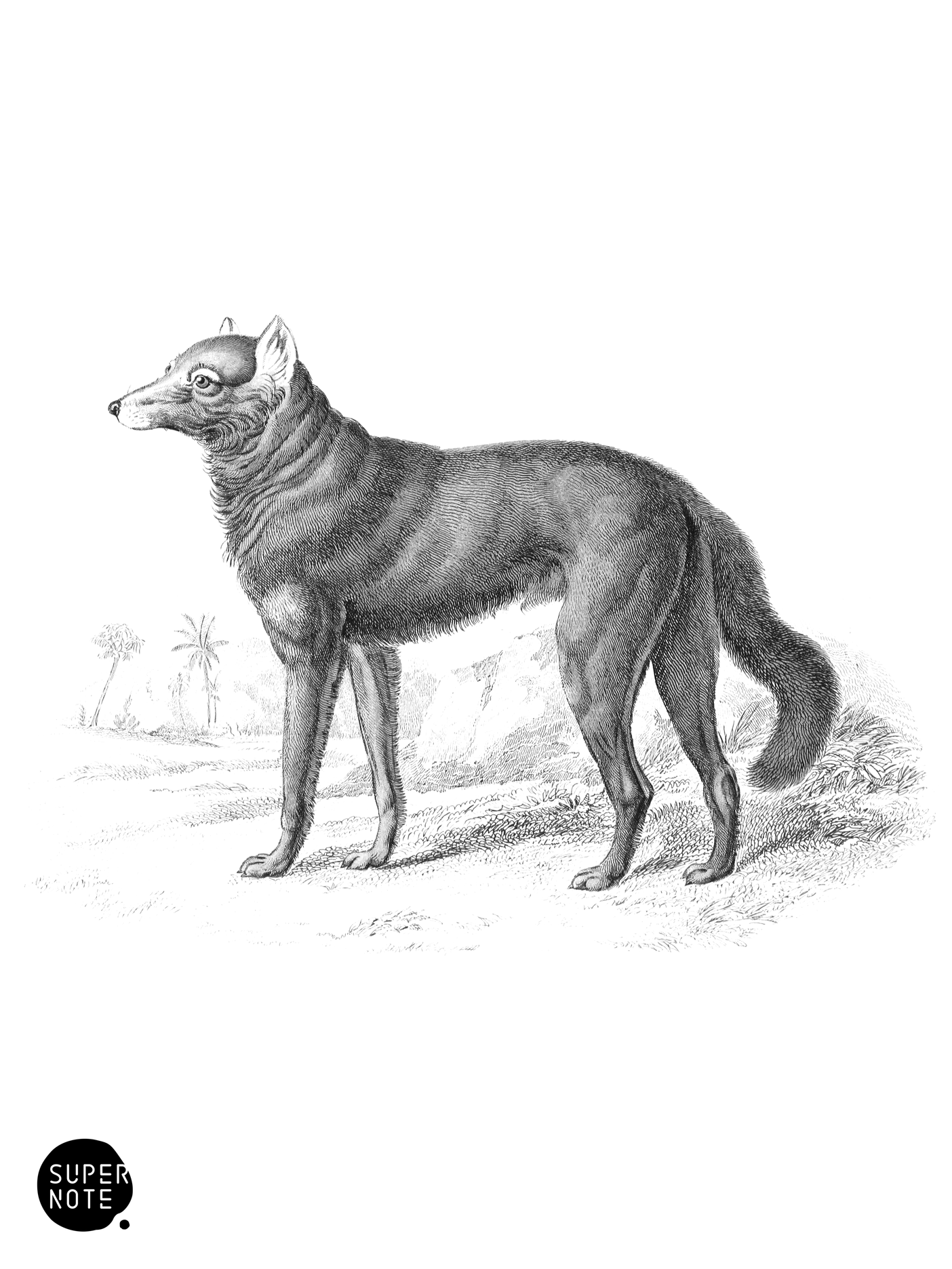 Dusky Wolf (vol-25 plate-3).png