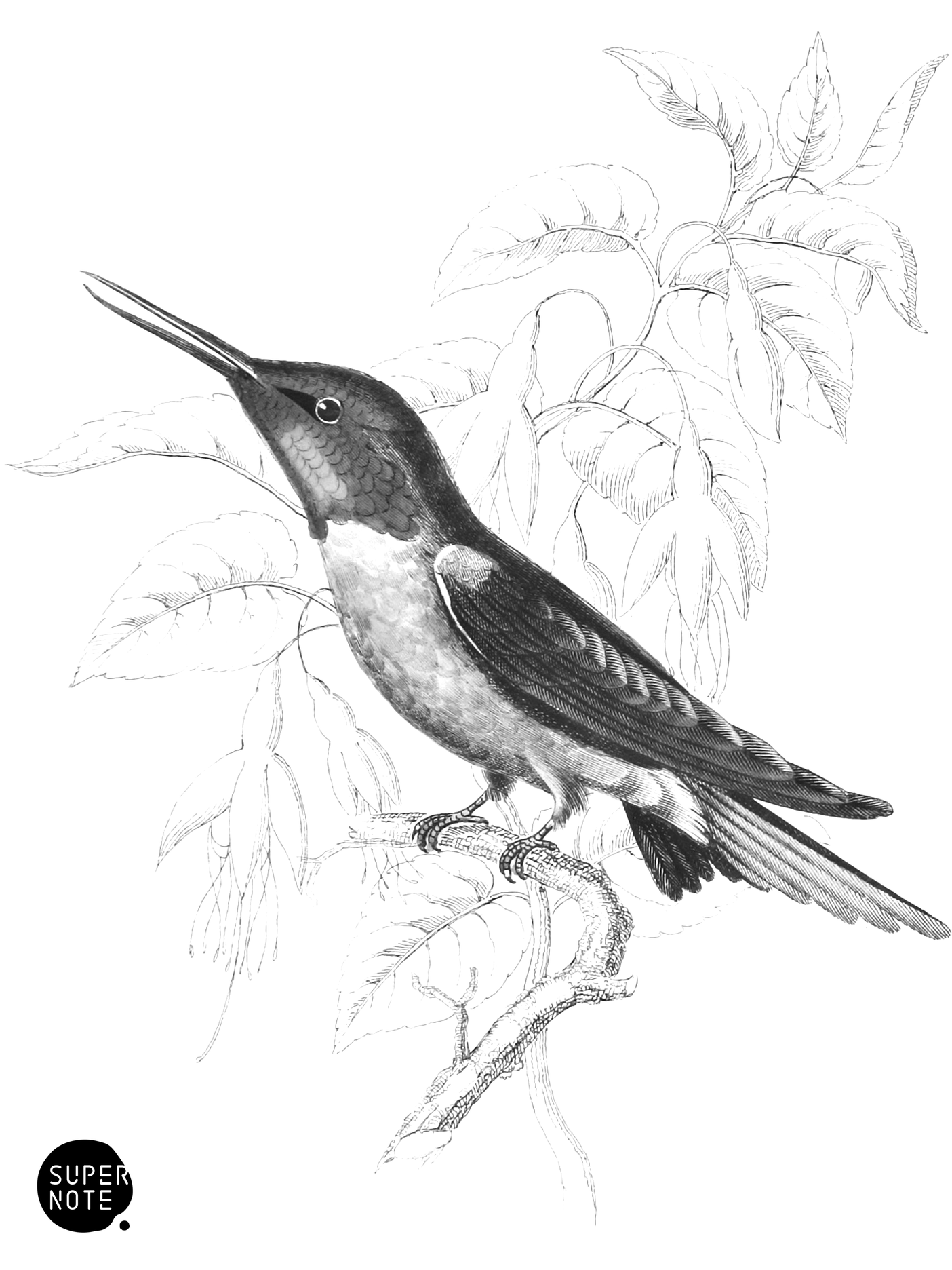 Dutchess of Rivoli’s Humming-Bird (vol-01 plate-6).png