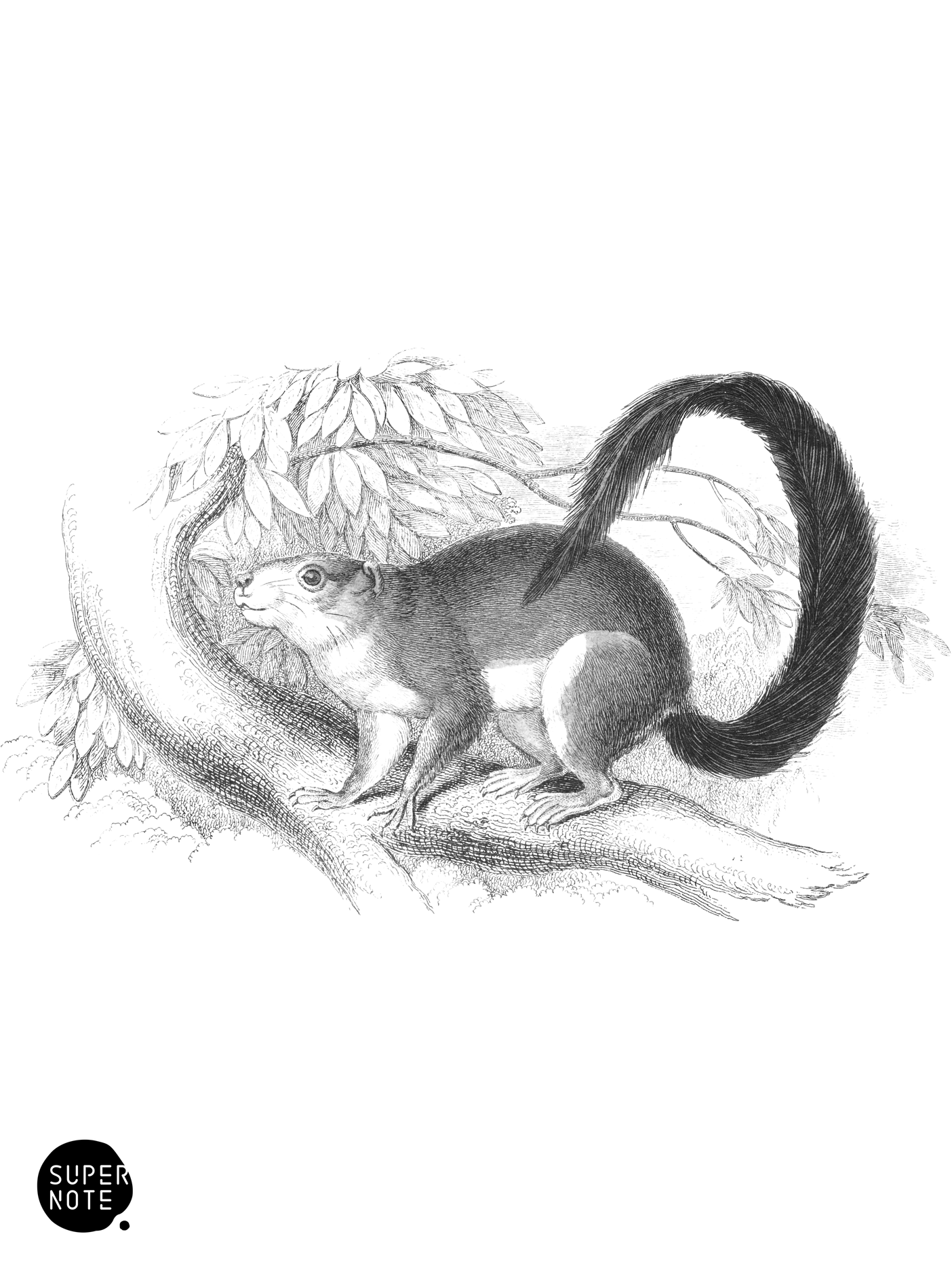 Duvaucel’s Squirrel (vol-35 plate-24).png