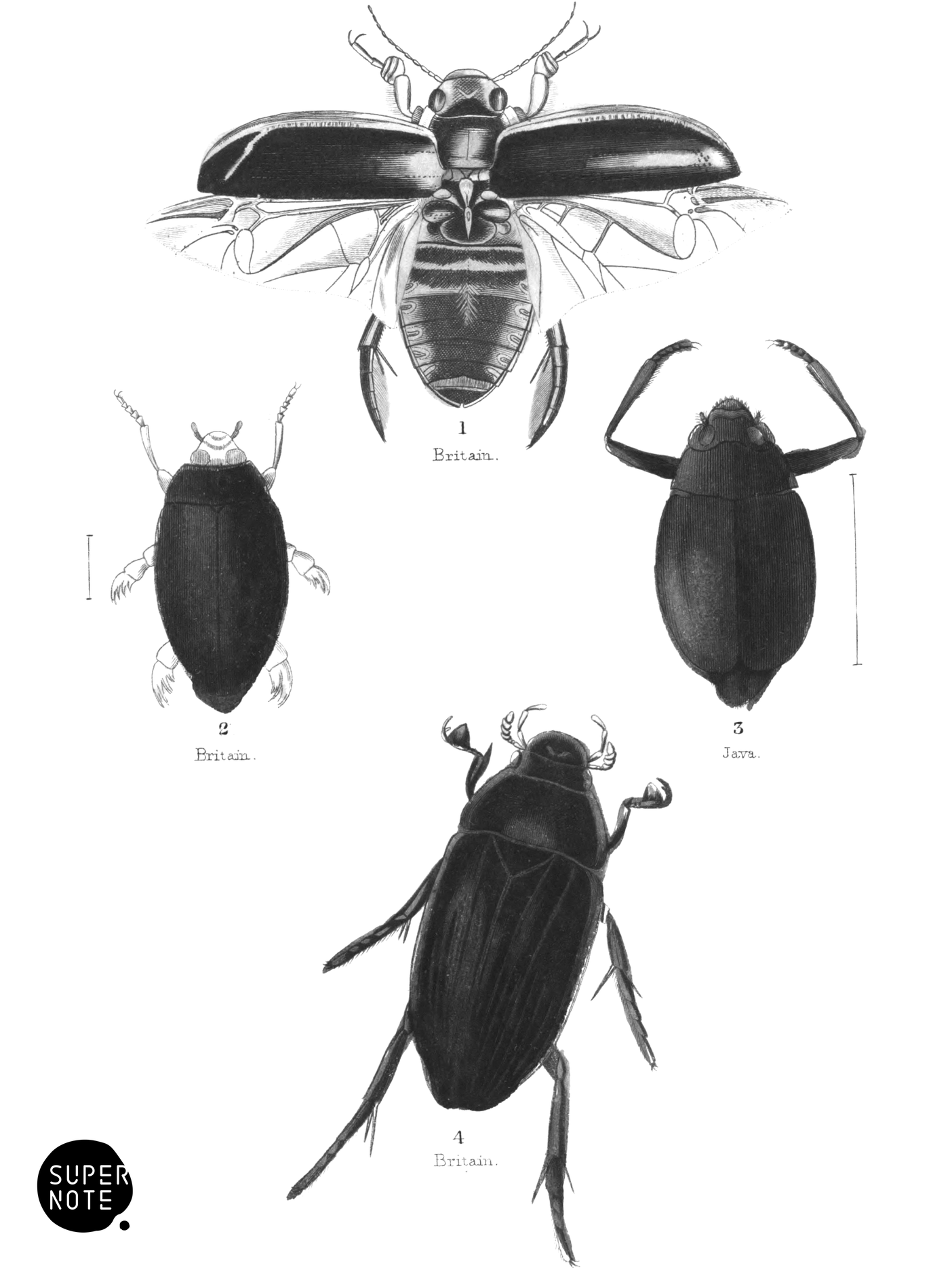 Dytiscidæ (vol-08 plate-4).png